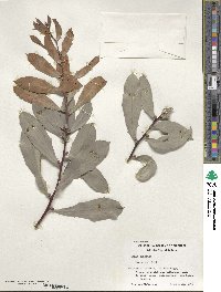 Image of Hakea cristata