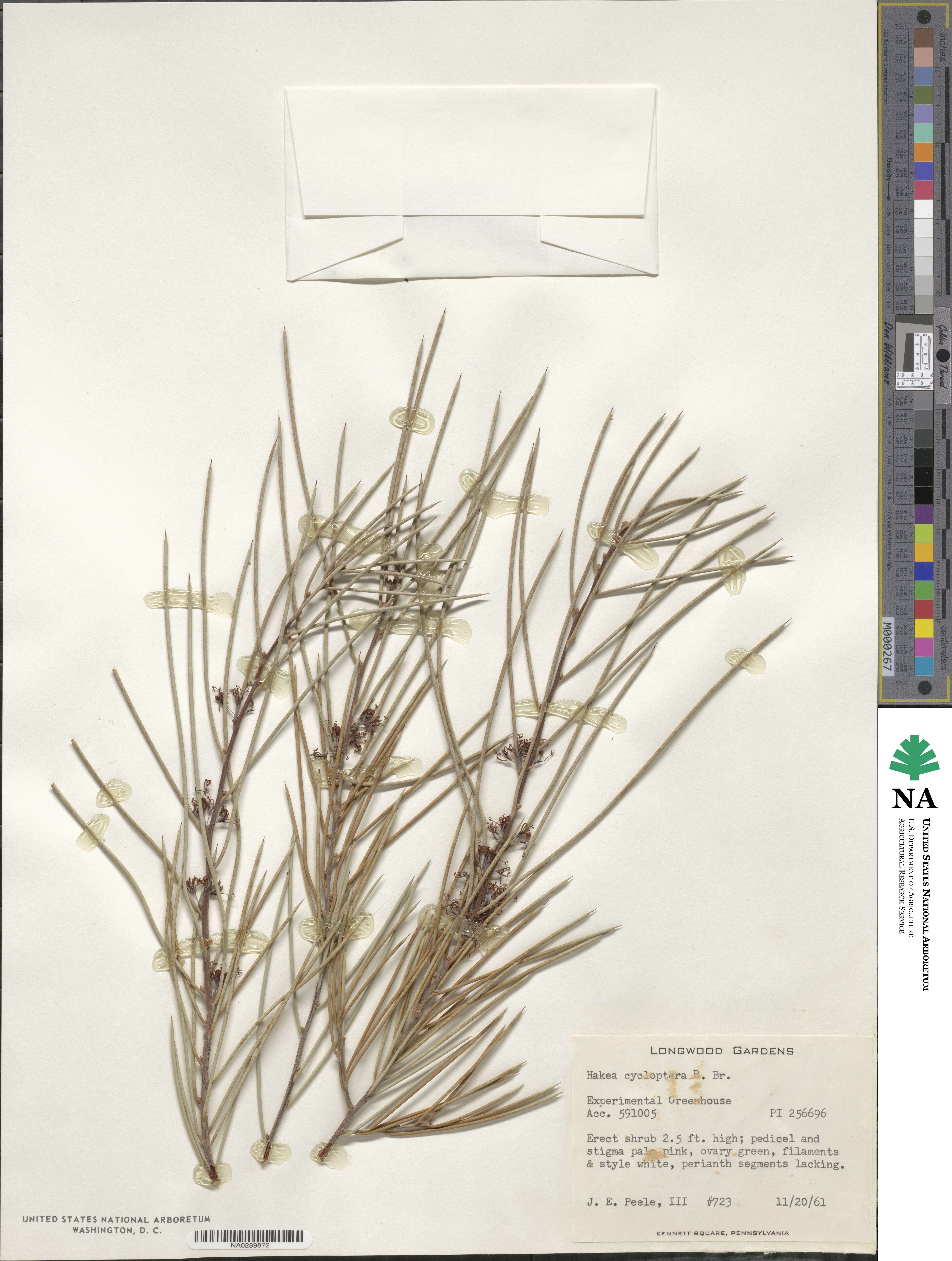 Hakea cycloptera image