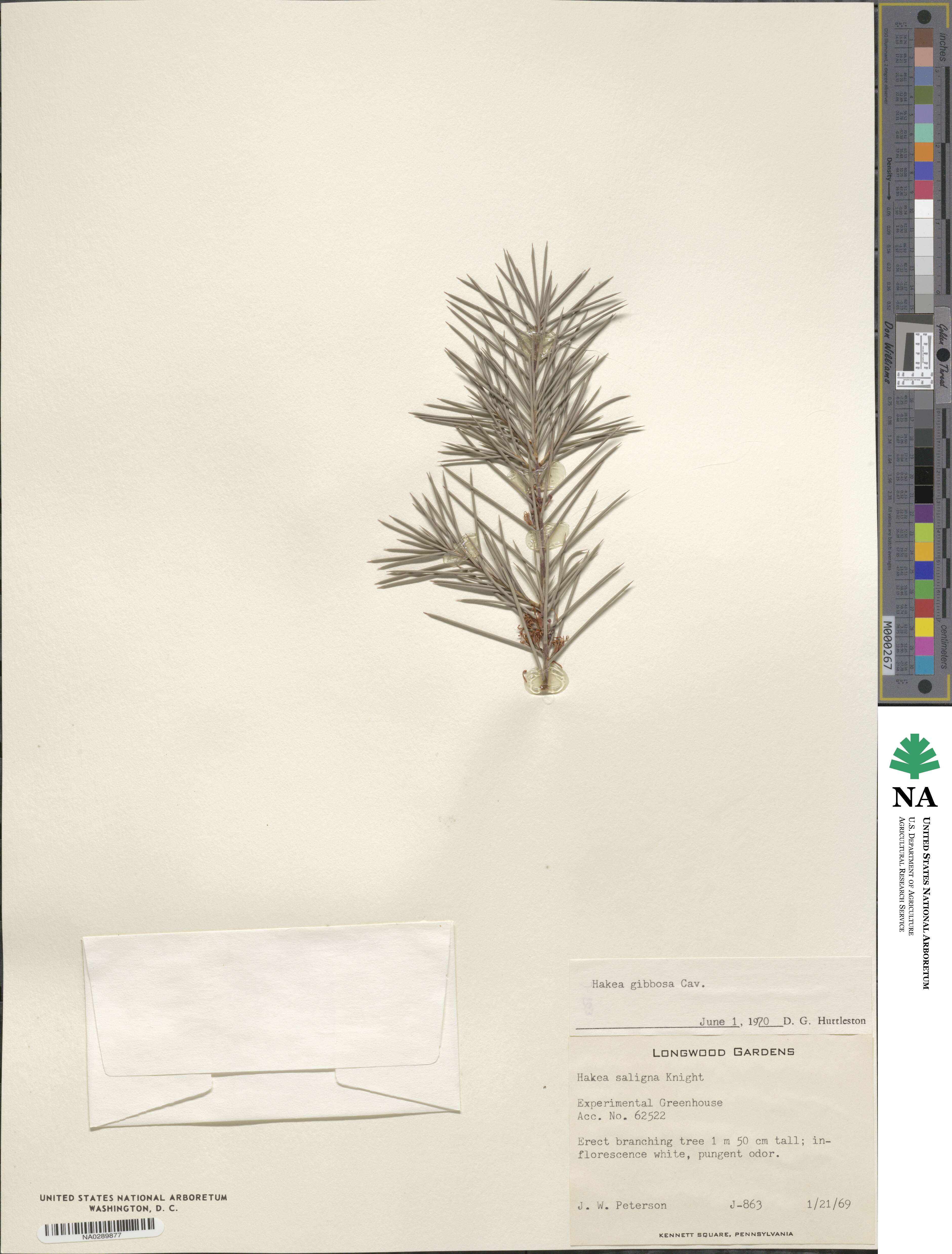Hakea gibbosa image