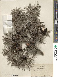 Hakea gibbosa image