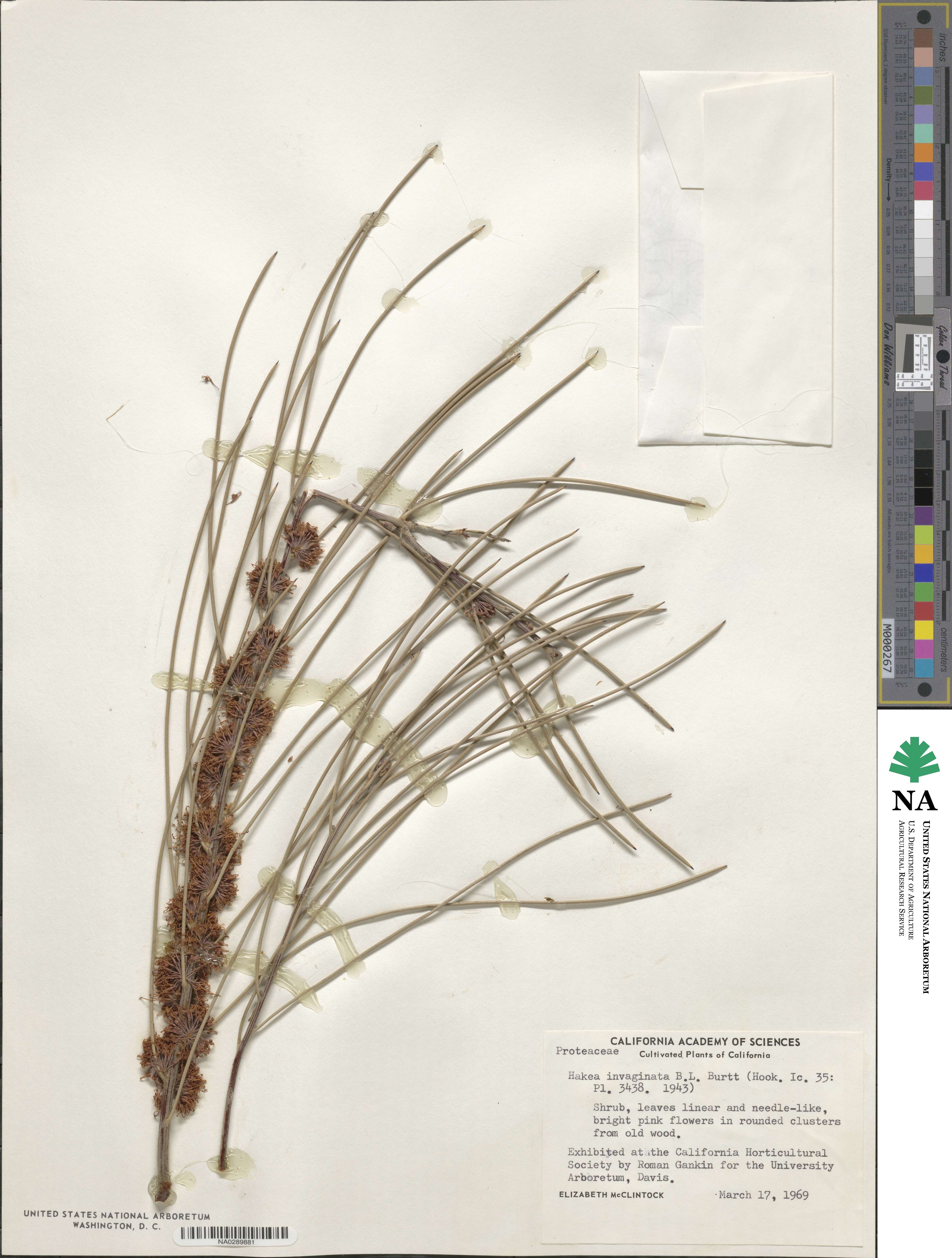 Hakea invaginata image
