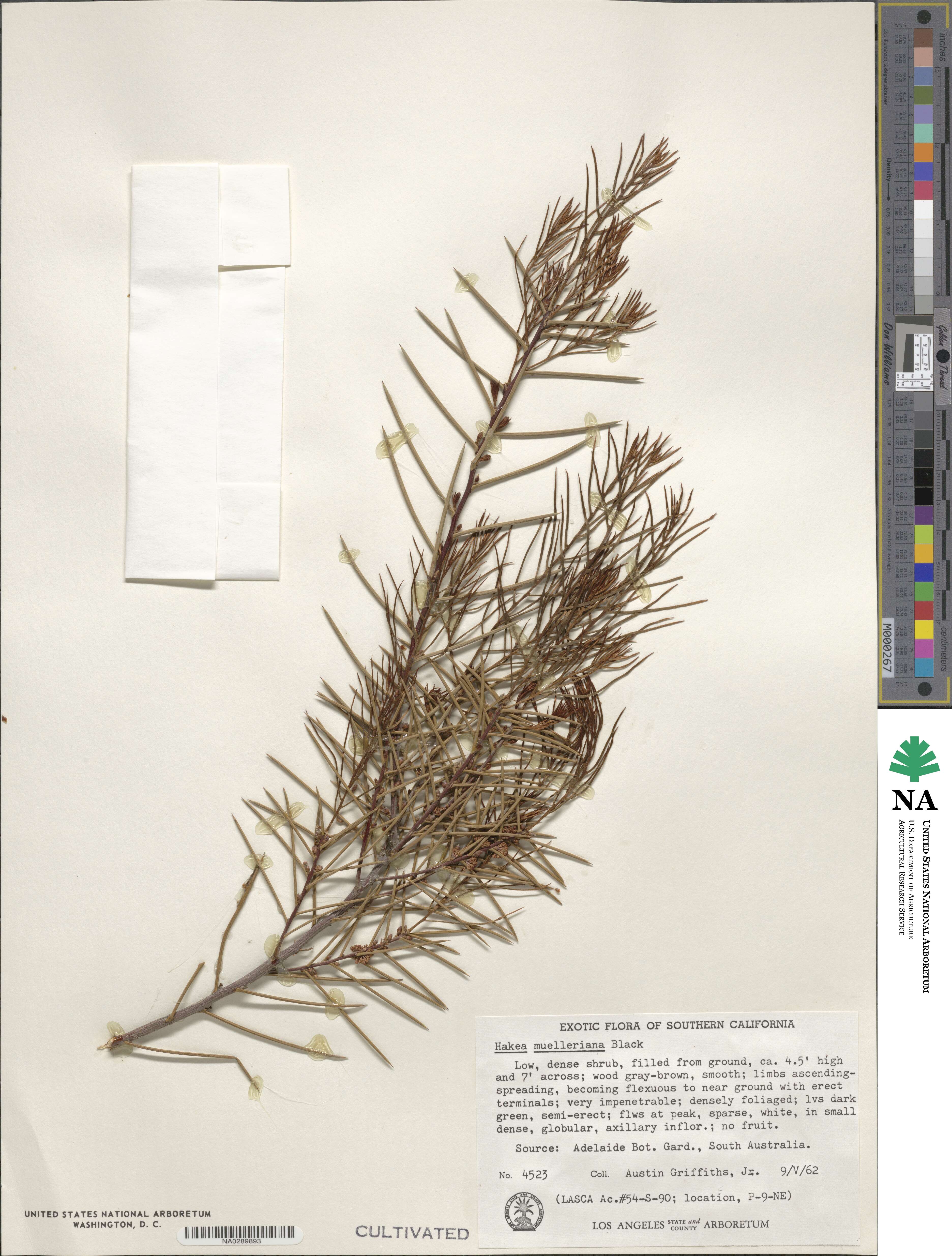 Hakea mitchellii image