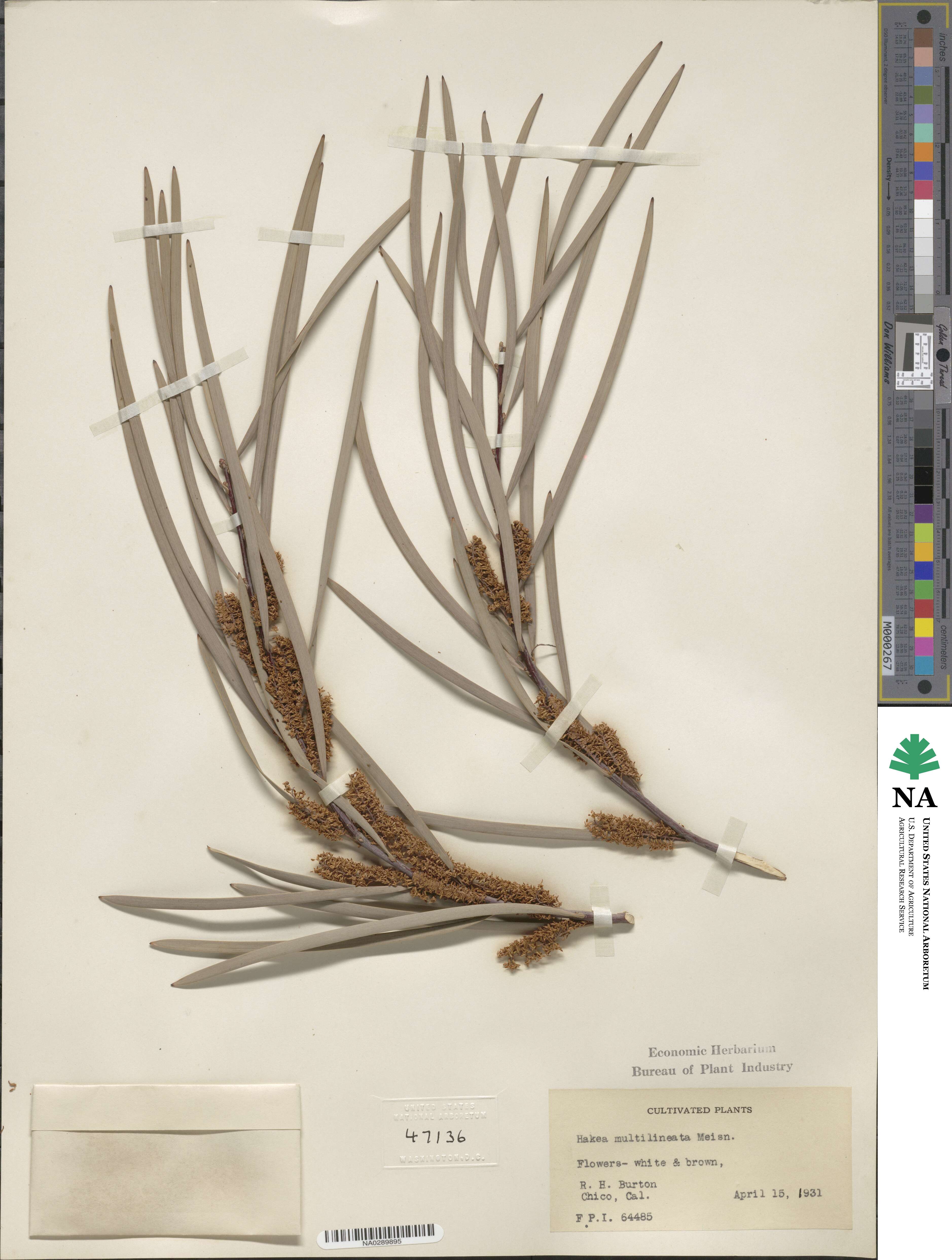 Hakea multilineata image
