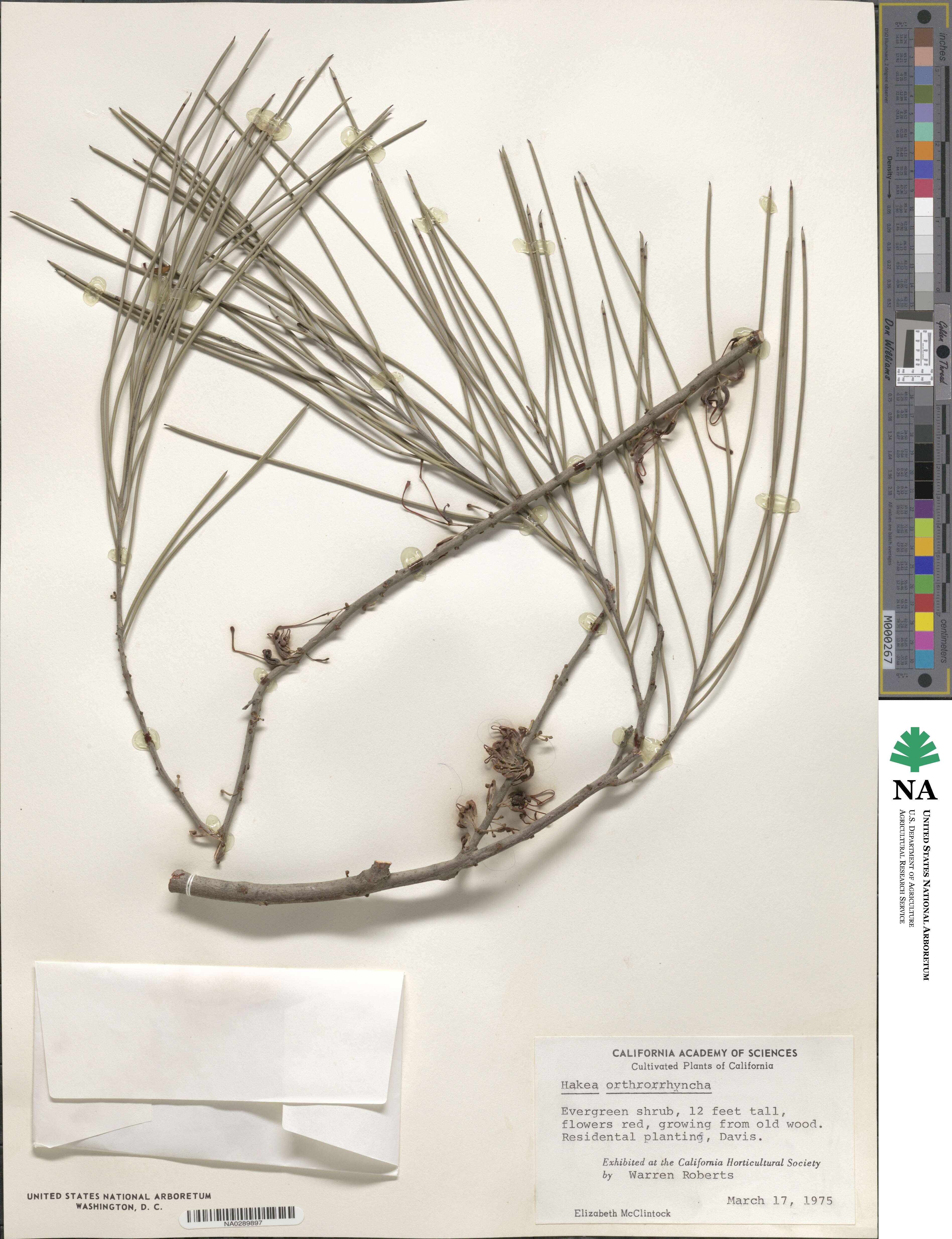 Hakea image