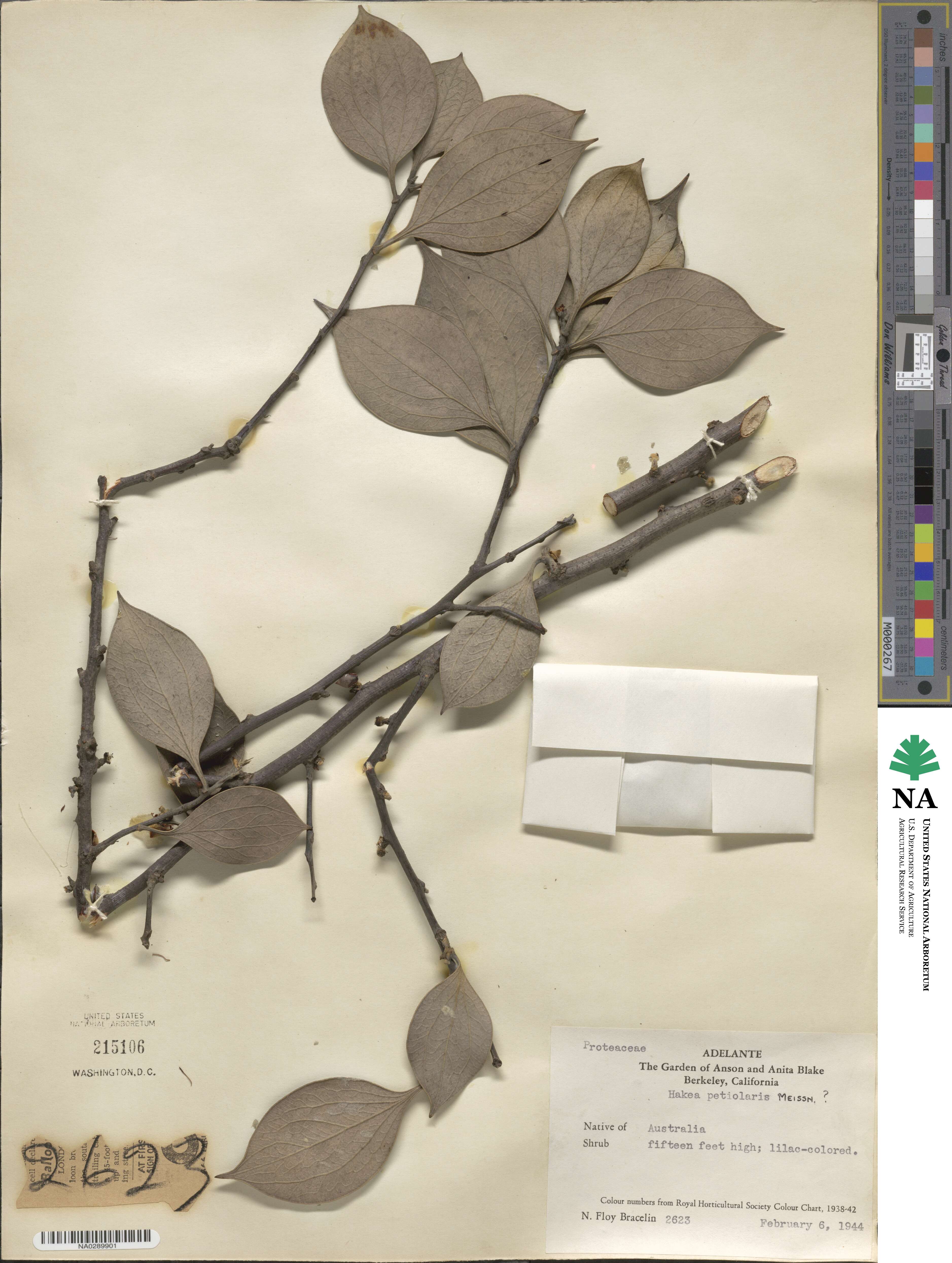 Hakea petiolaris image