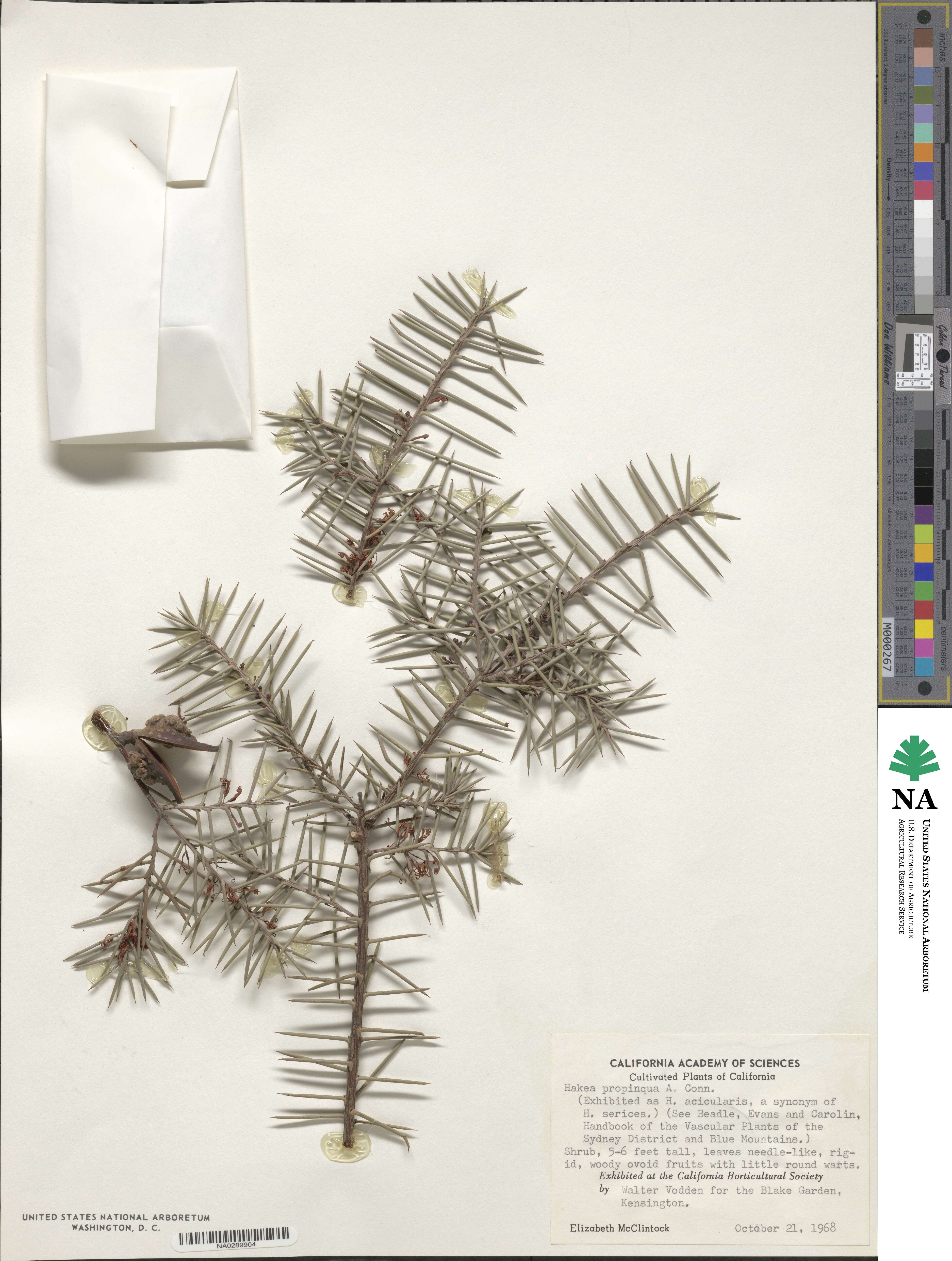Hakea propinqua image