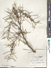 Hakea pugioniformis image