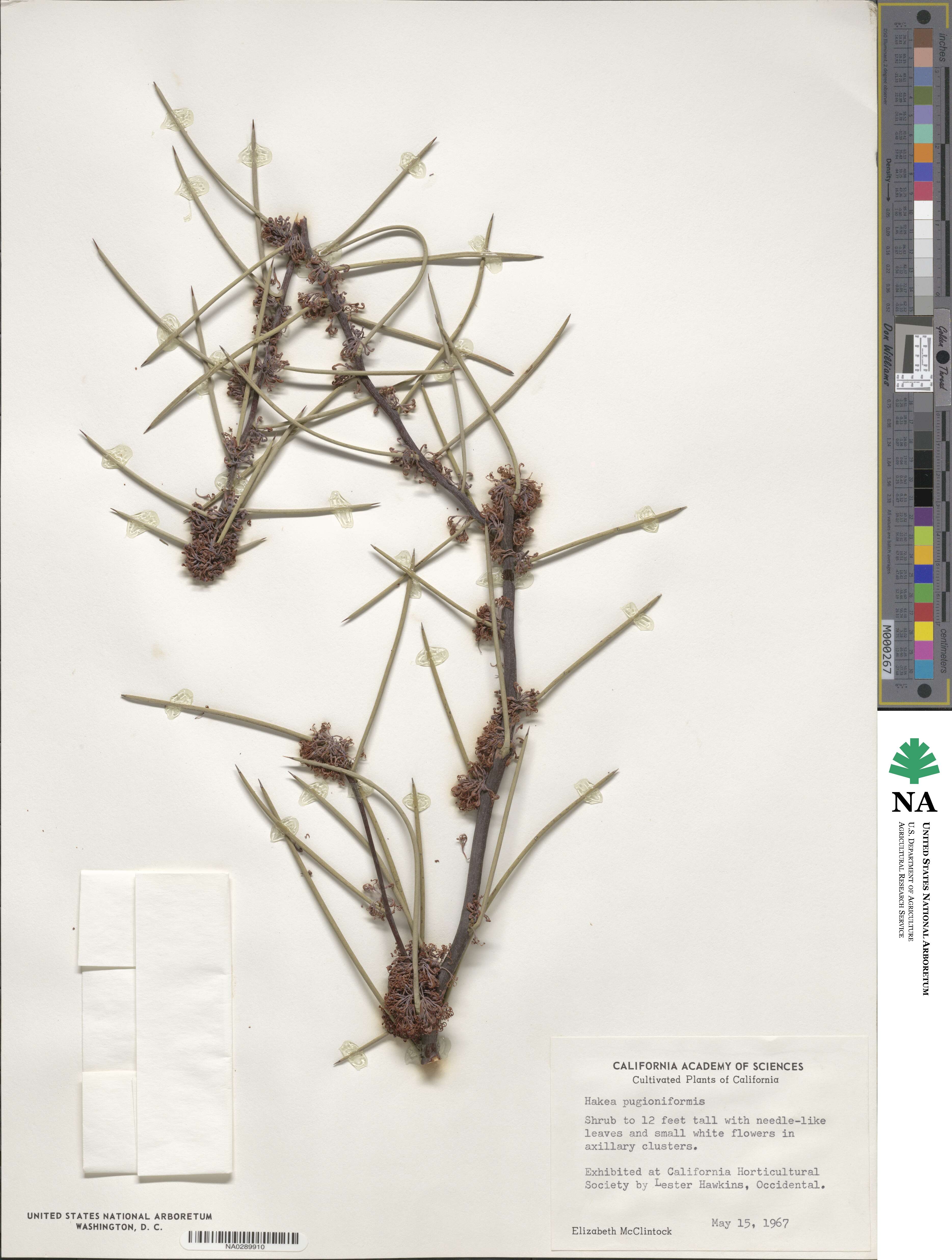 Hakea pugioniformis image