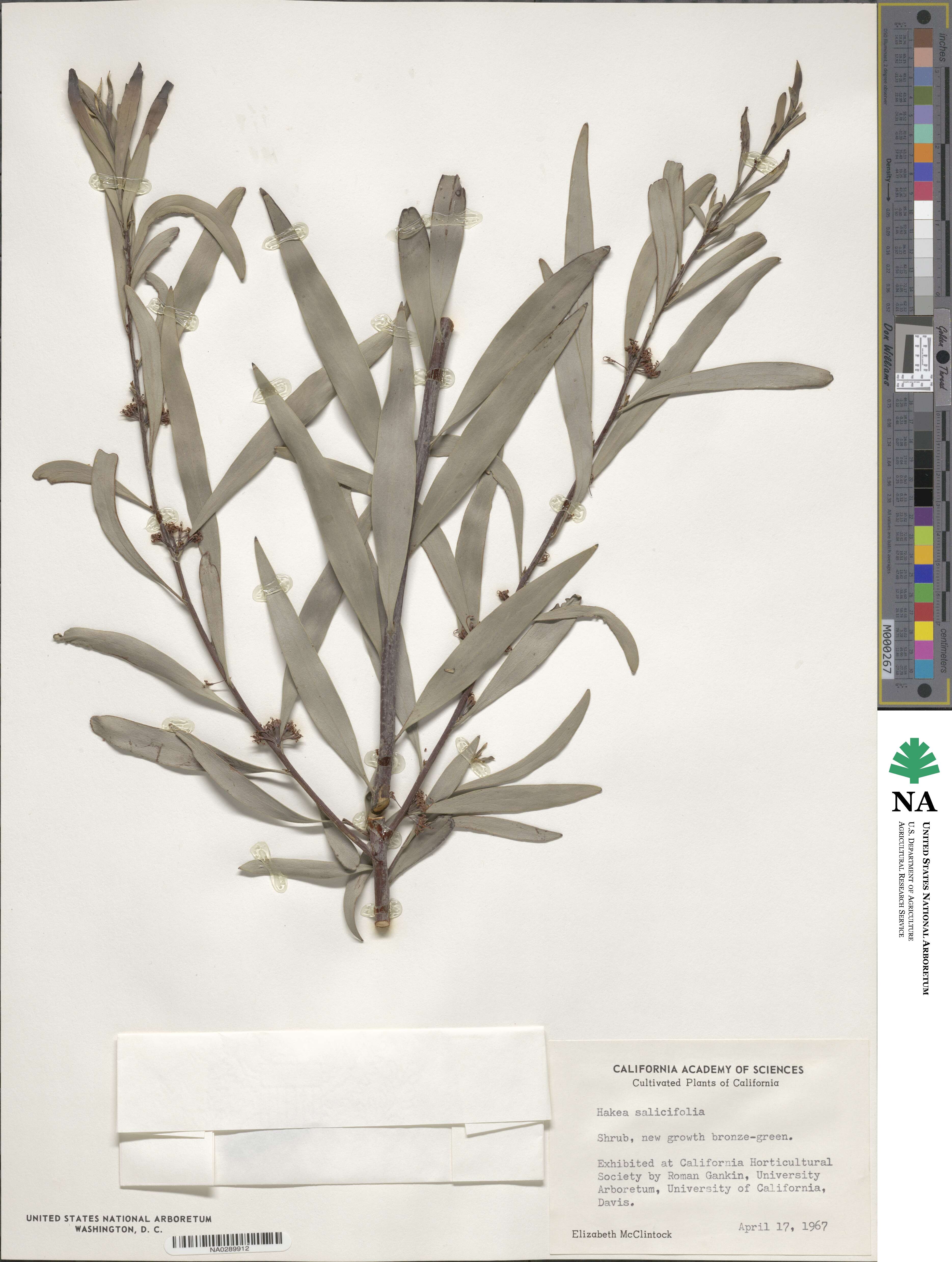 Hakea salicifolia image