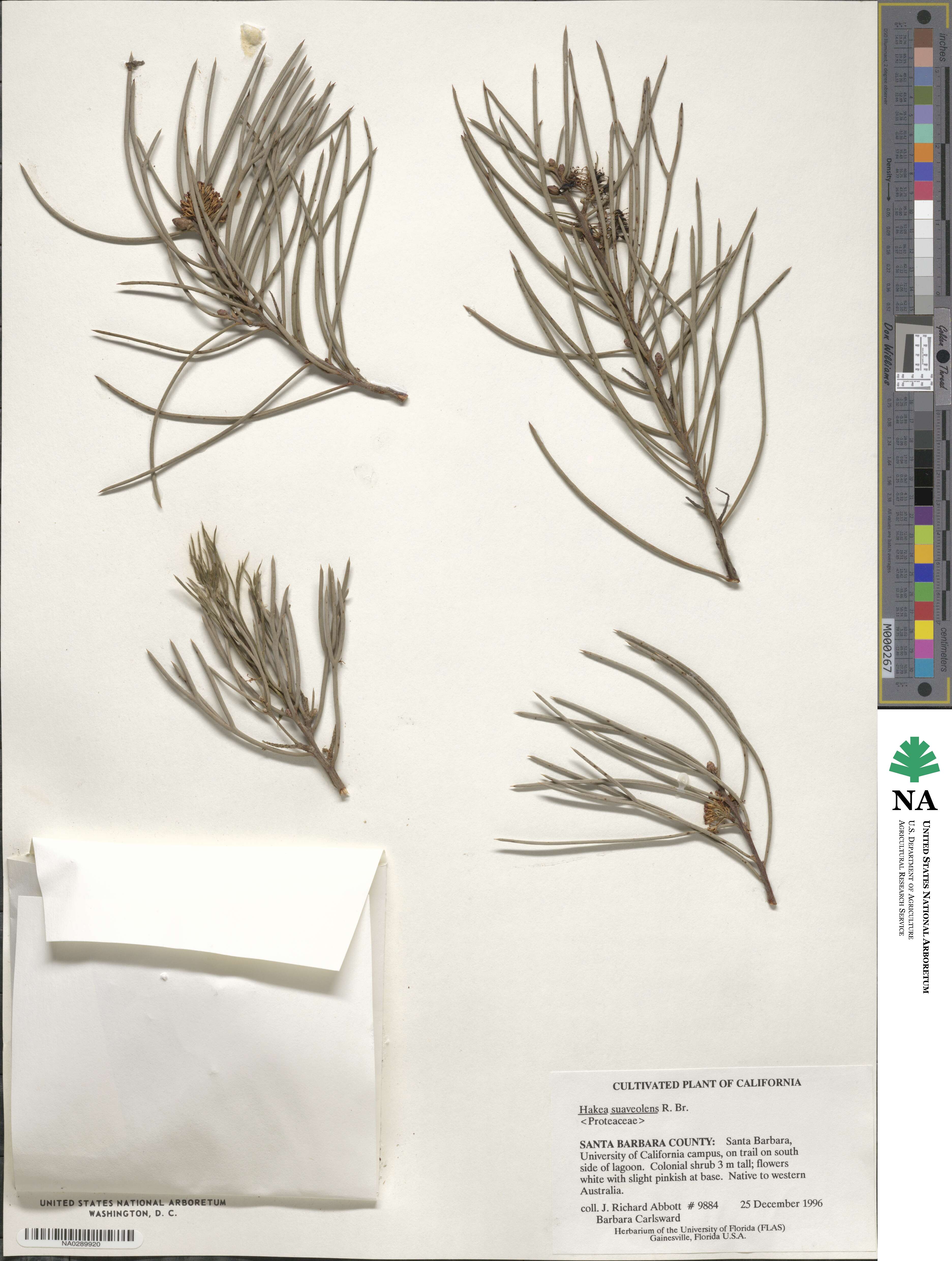 Hakea drupacea image