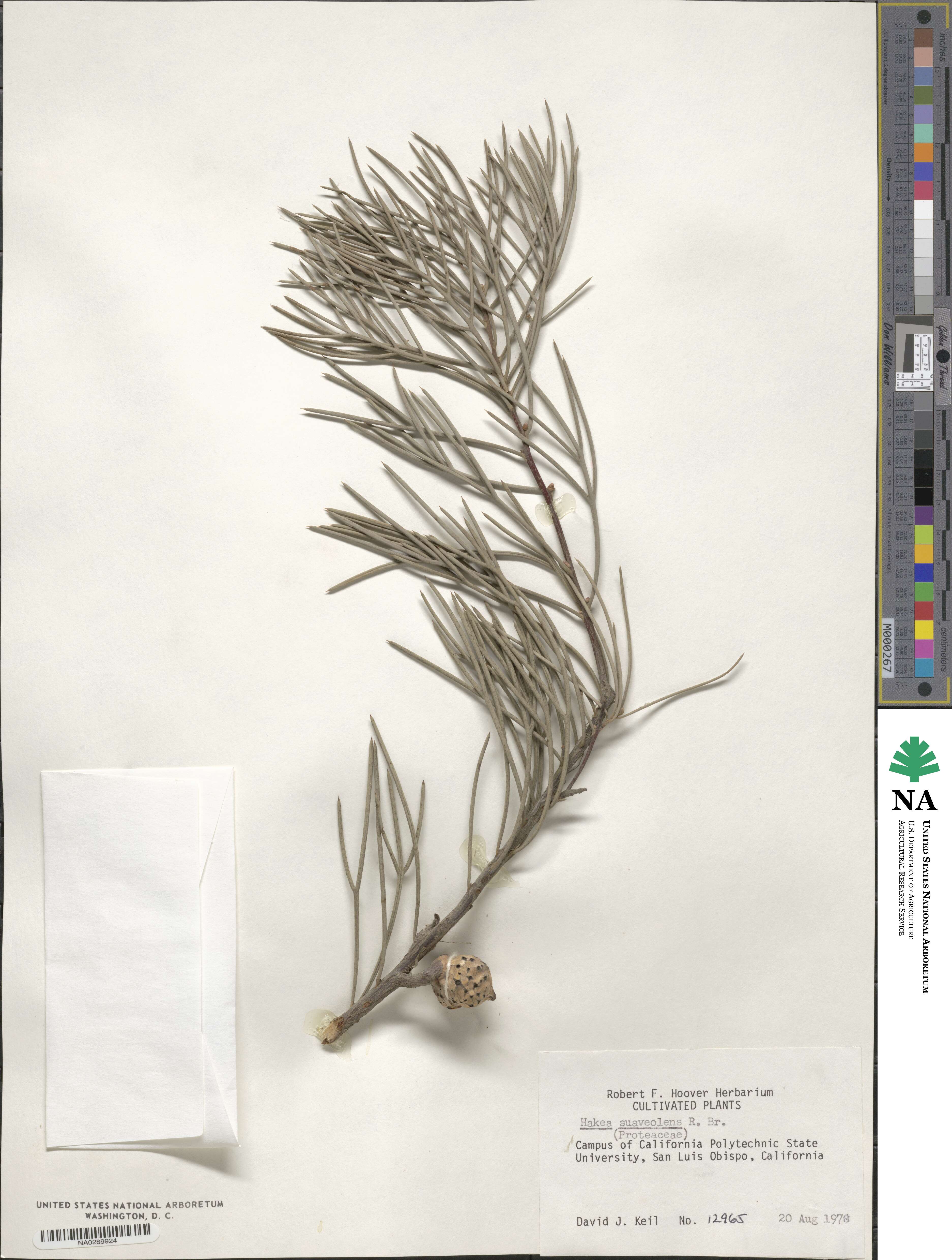 Hakea drupacea image