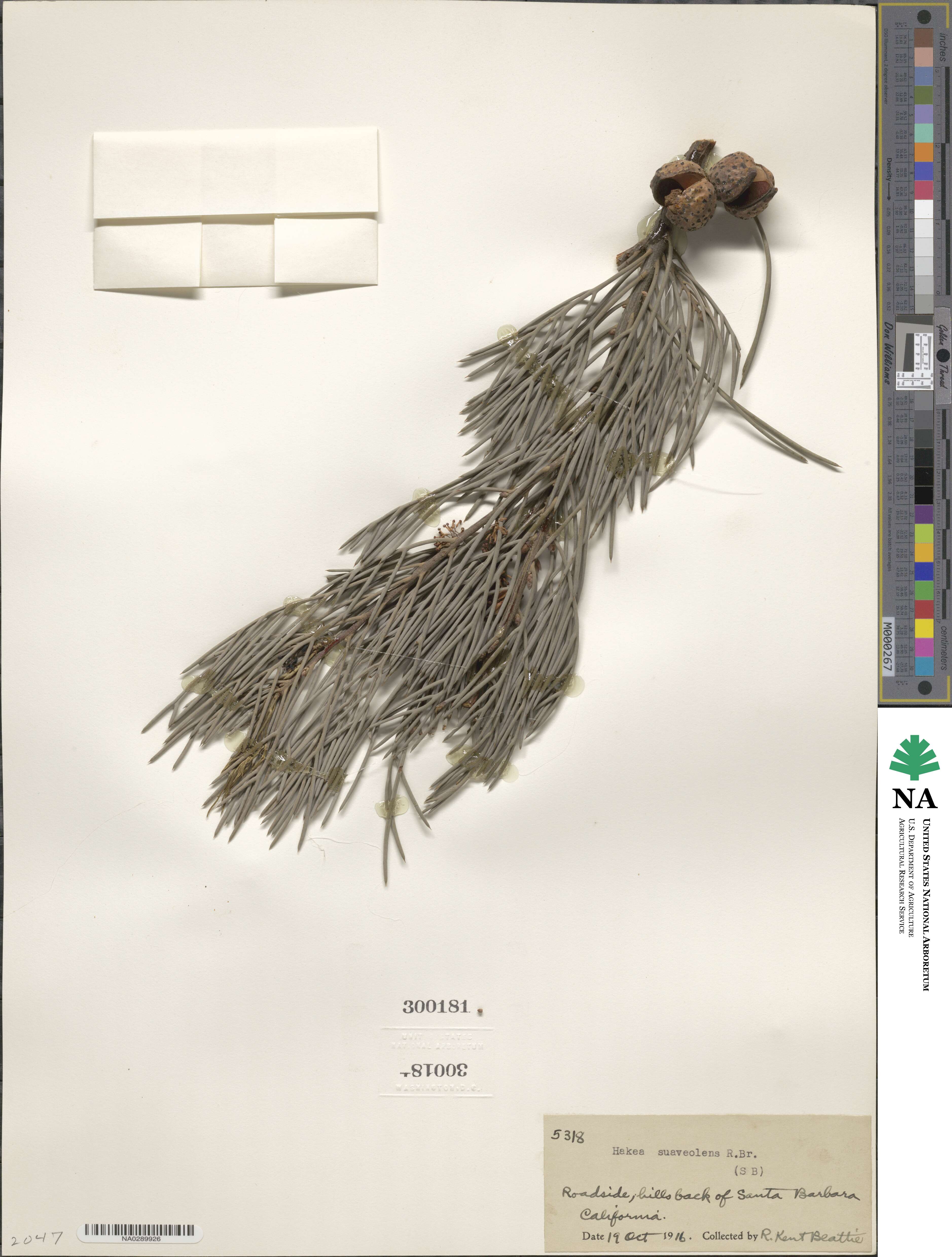 Hakea drupacea image