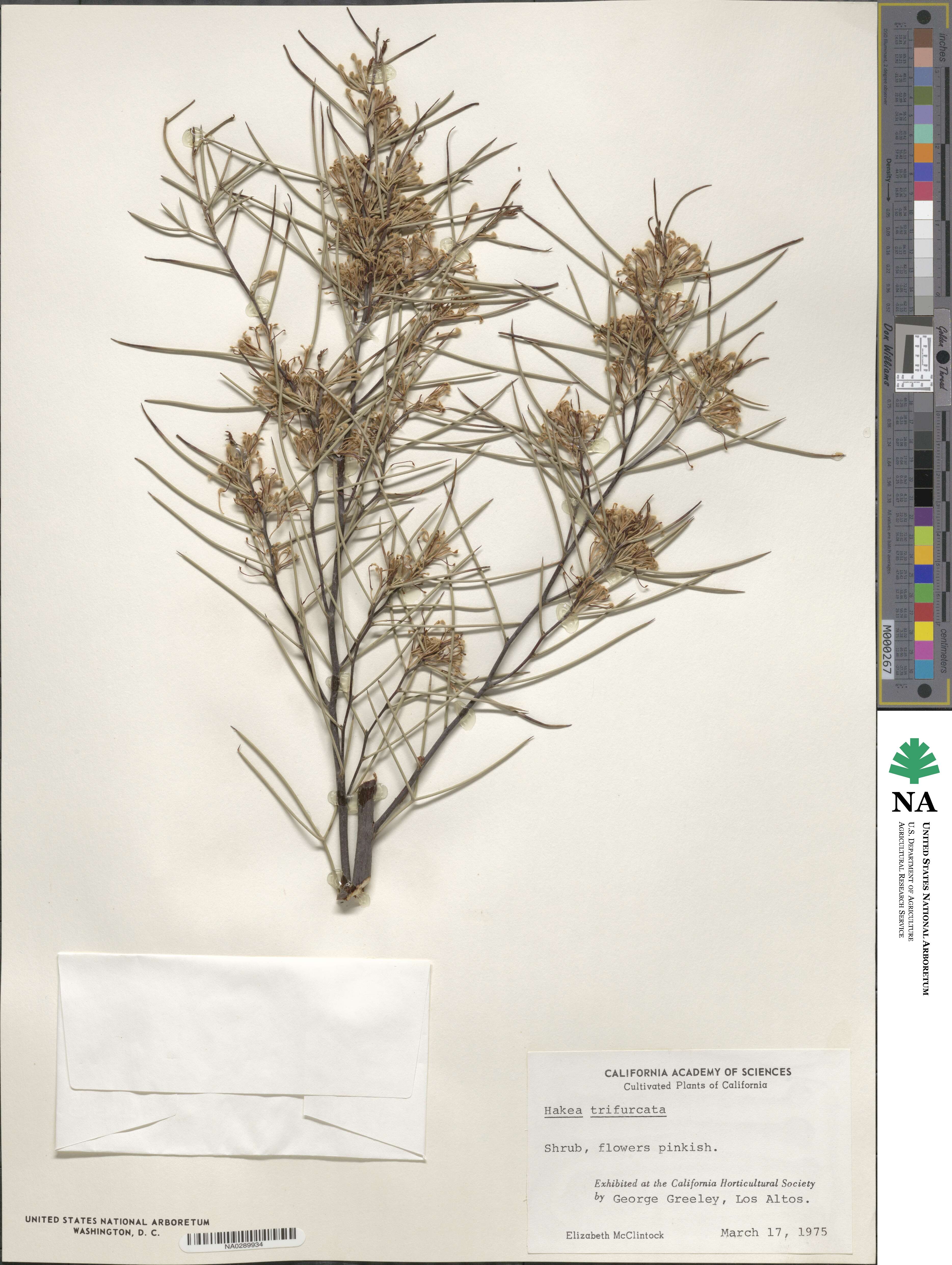 Hakea trifurcata image