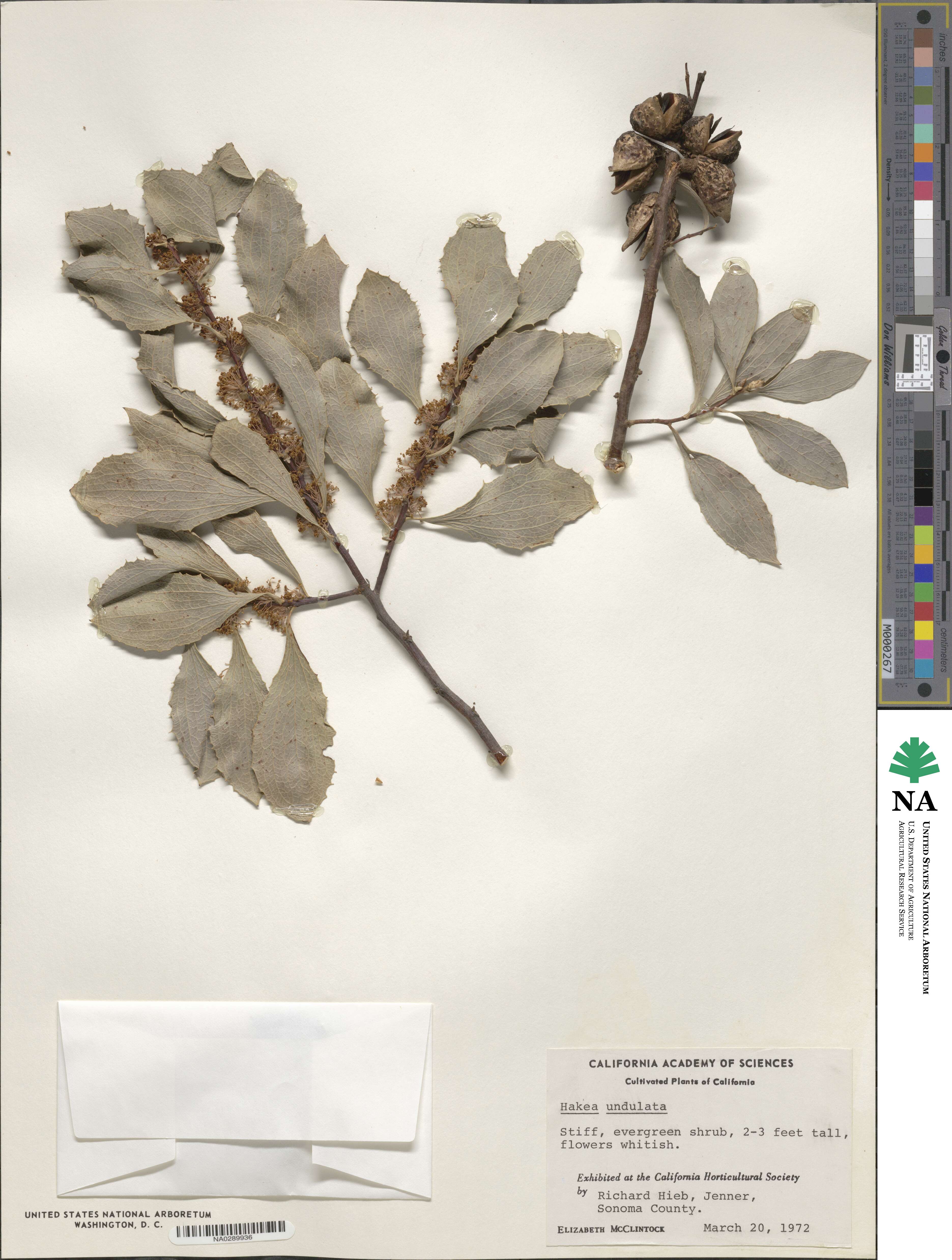 Hakea undulata image