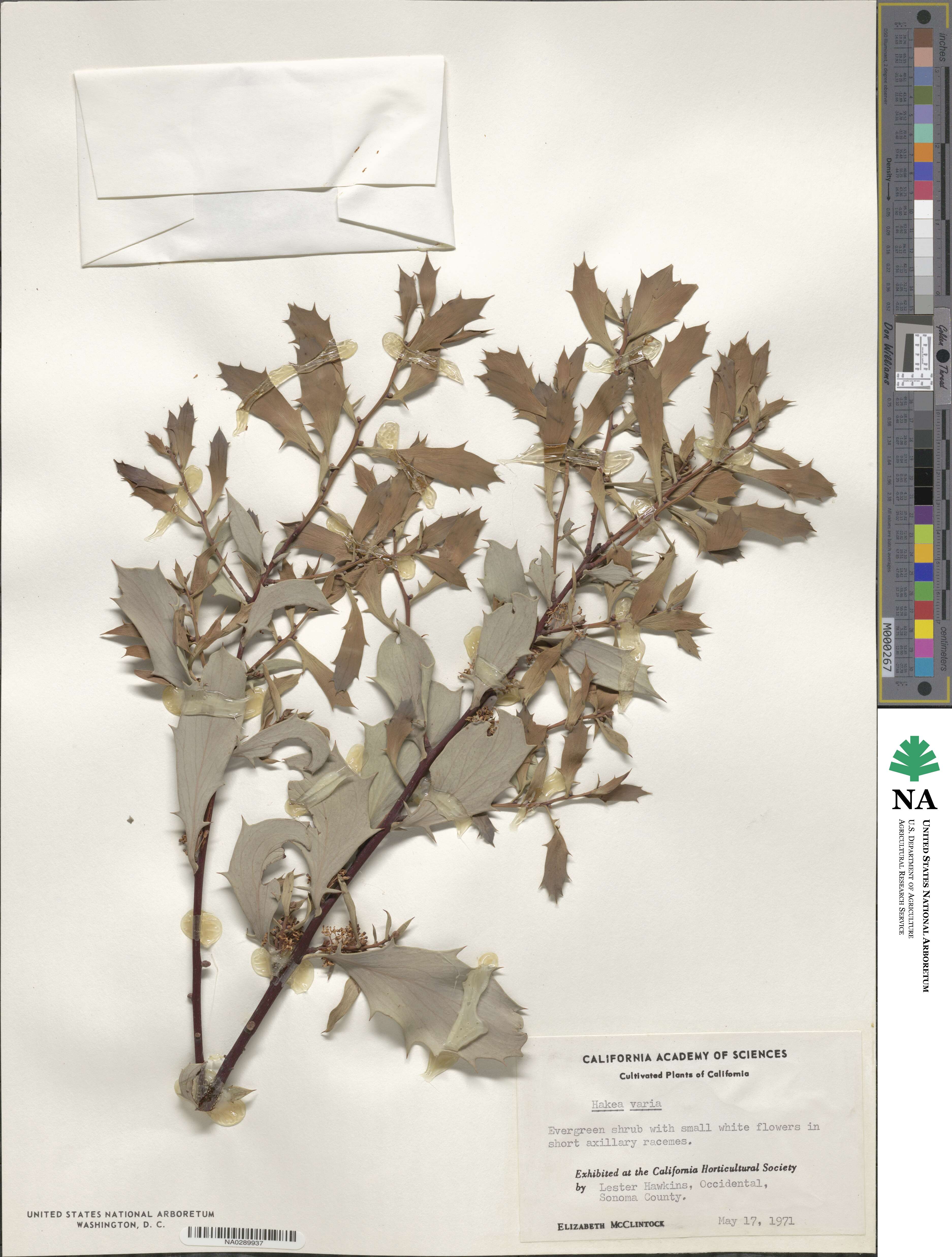 Hakea varia image