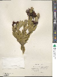 Image of Orites myrtoideus