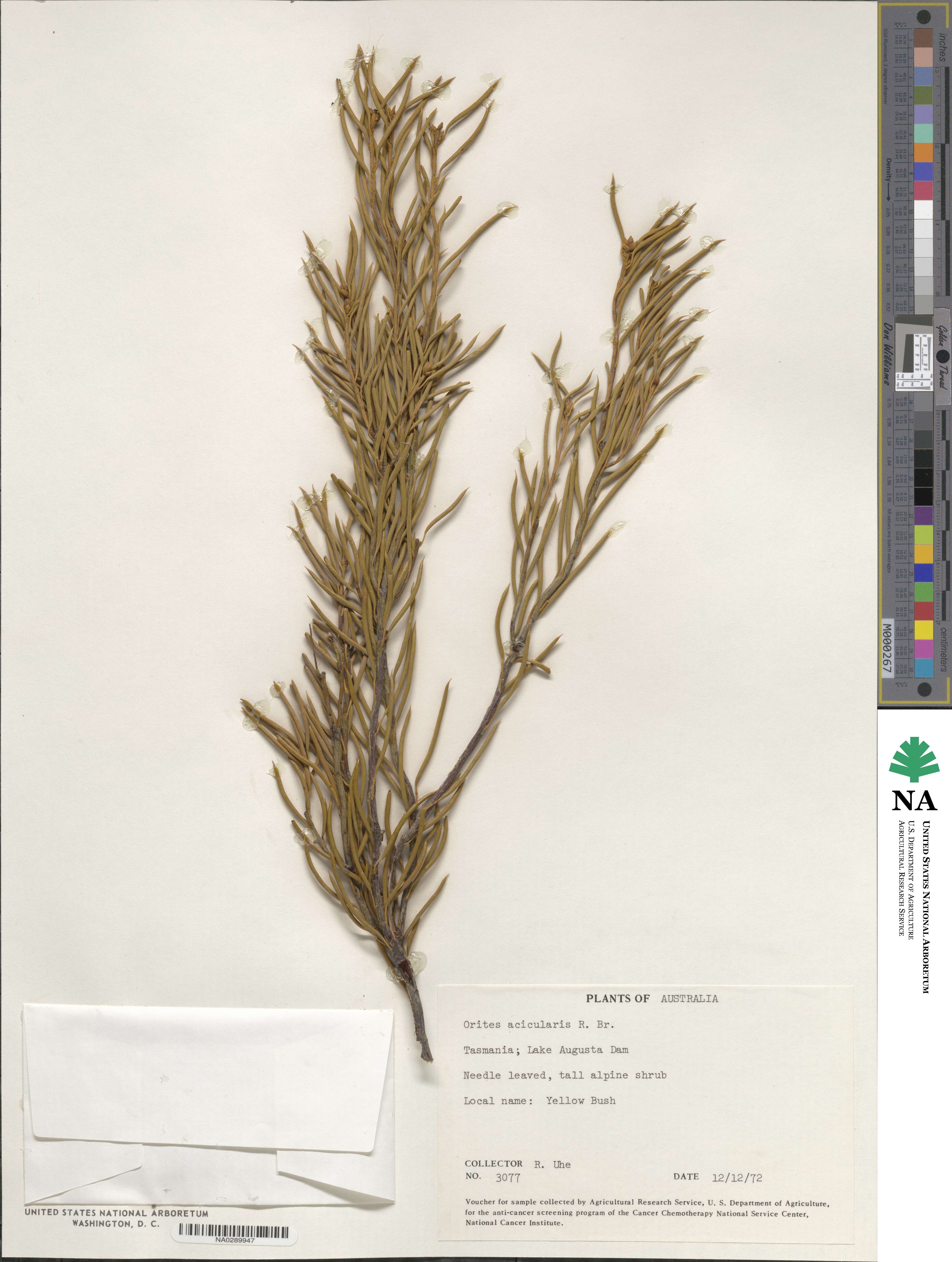 Orites acicularis image