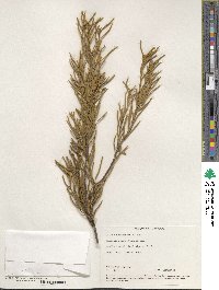 Image of Orites acicularis