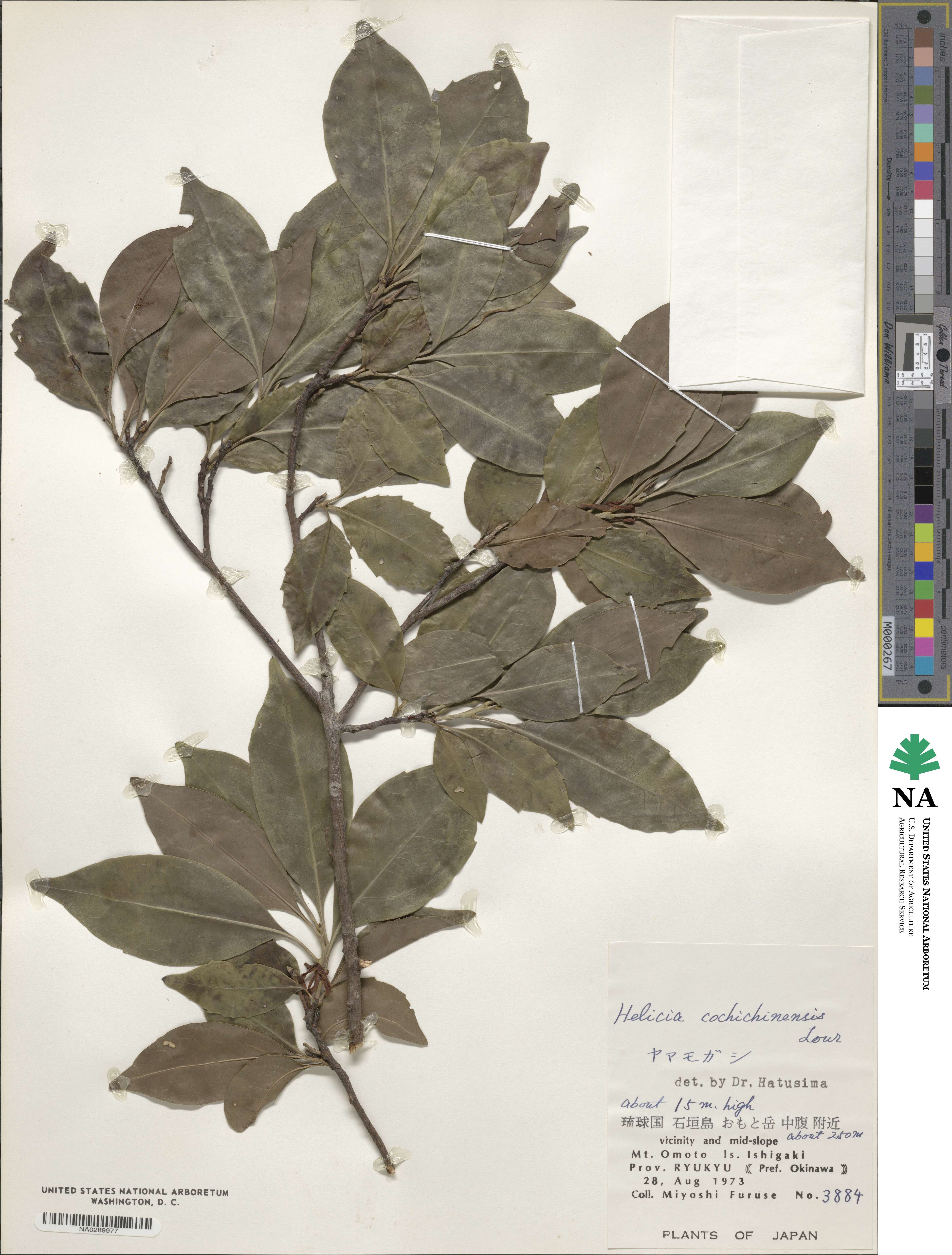 Helicia cochinchinensis image