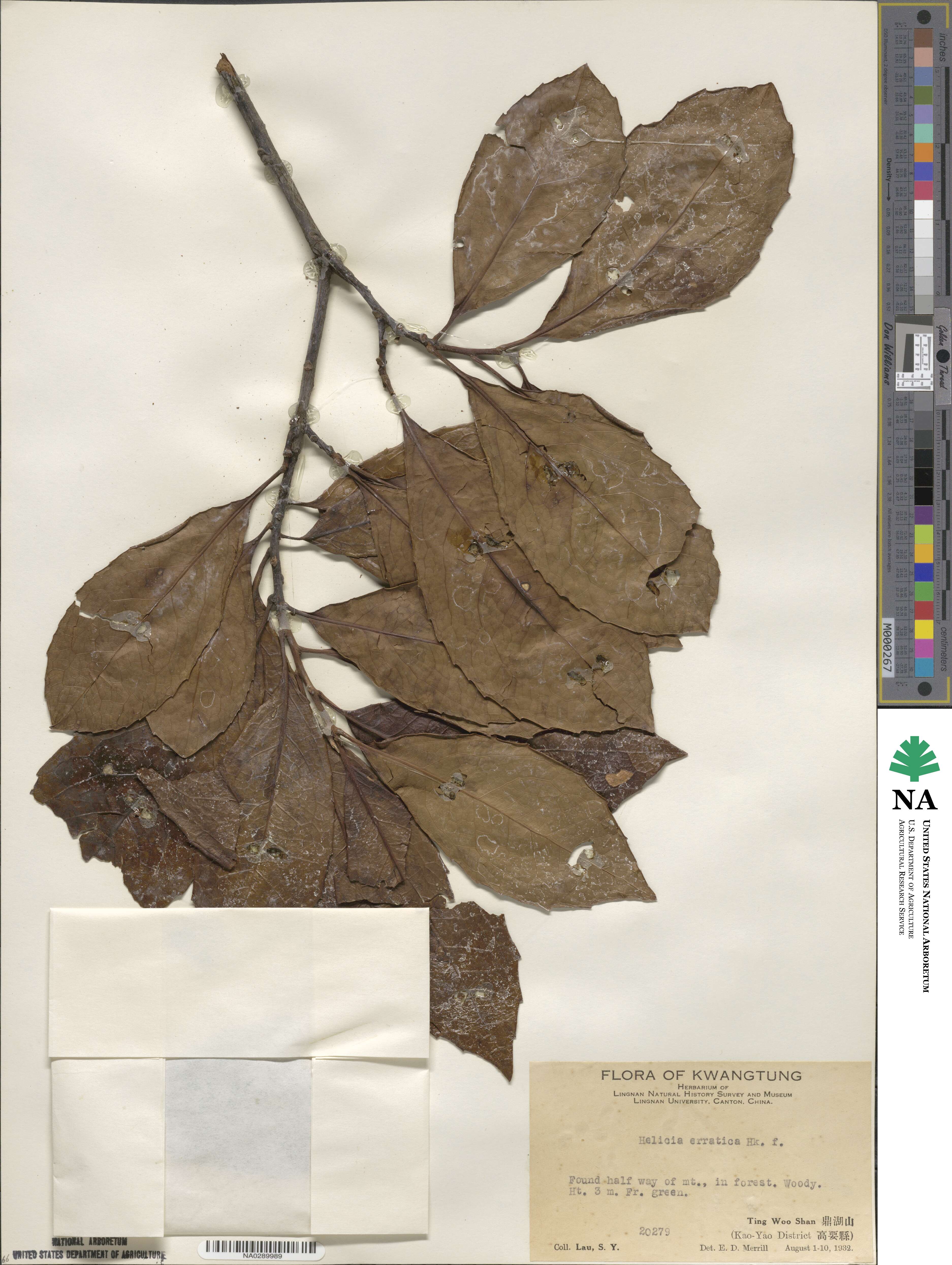 Helicia nilagirica image