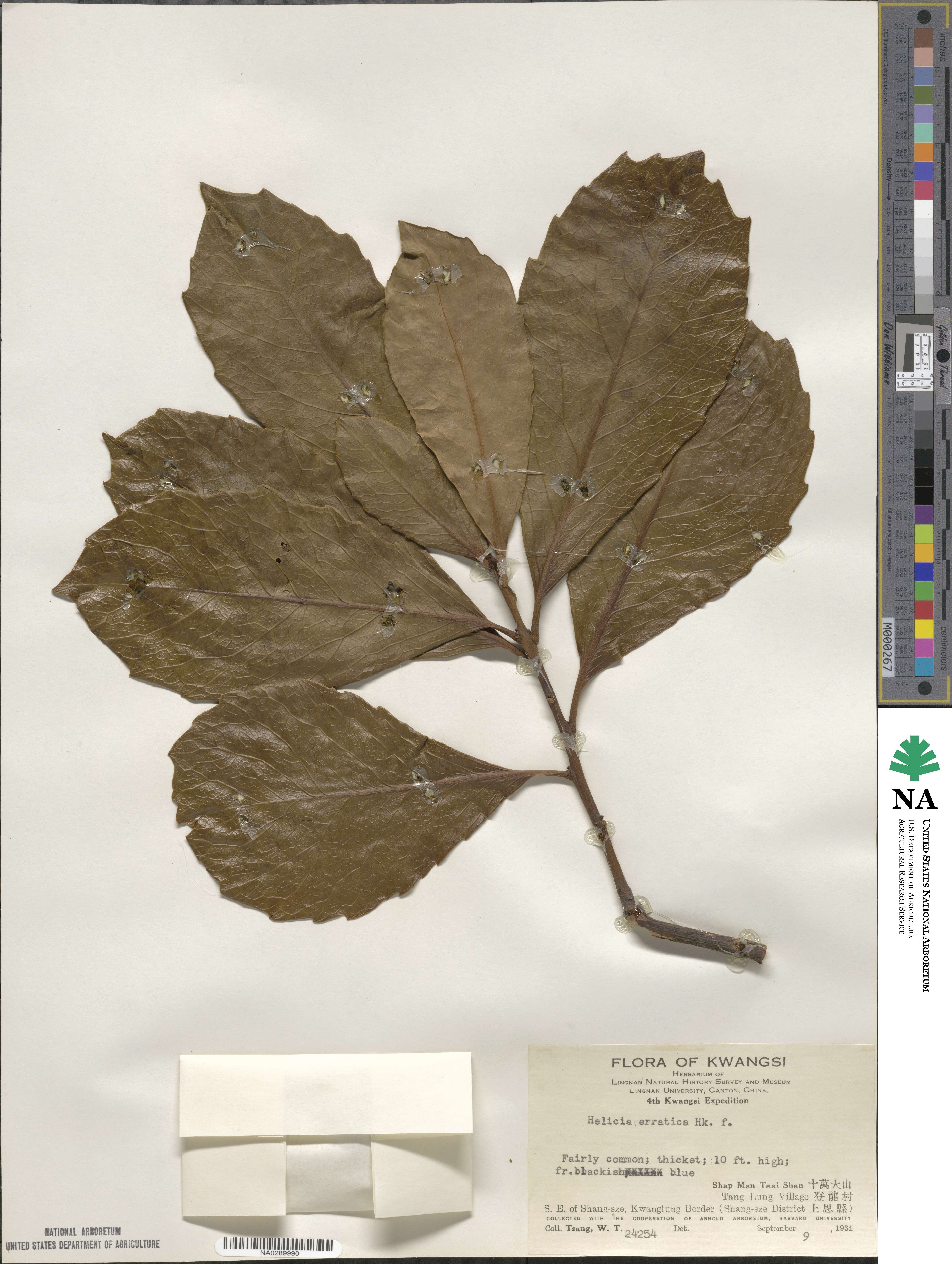 Helicia nilagirica image