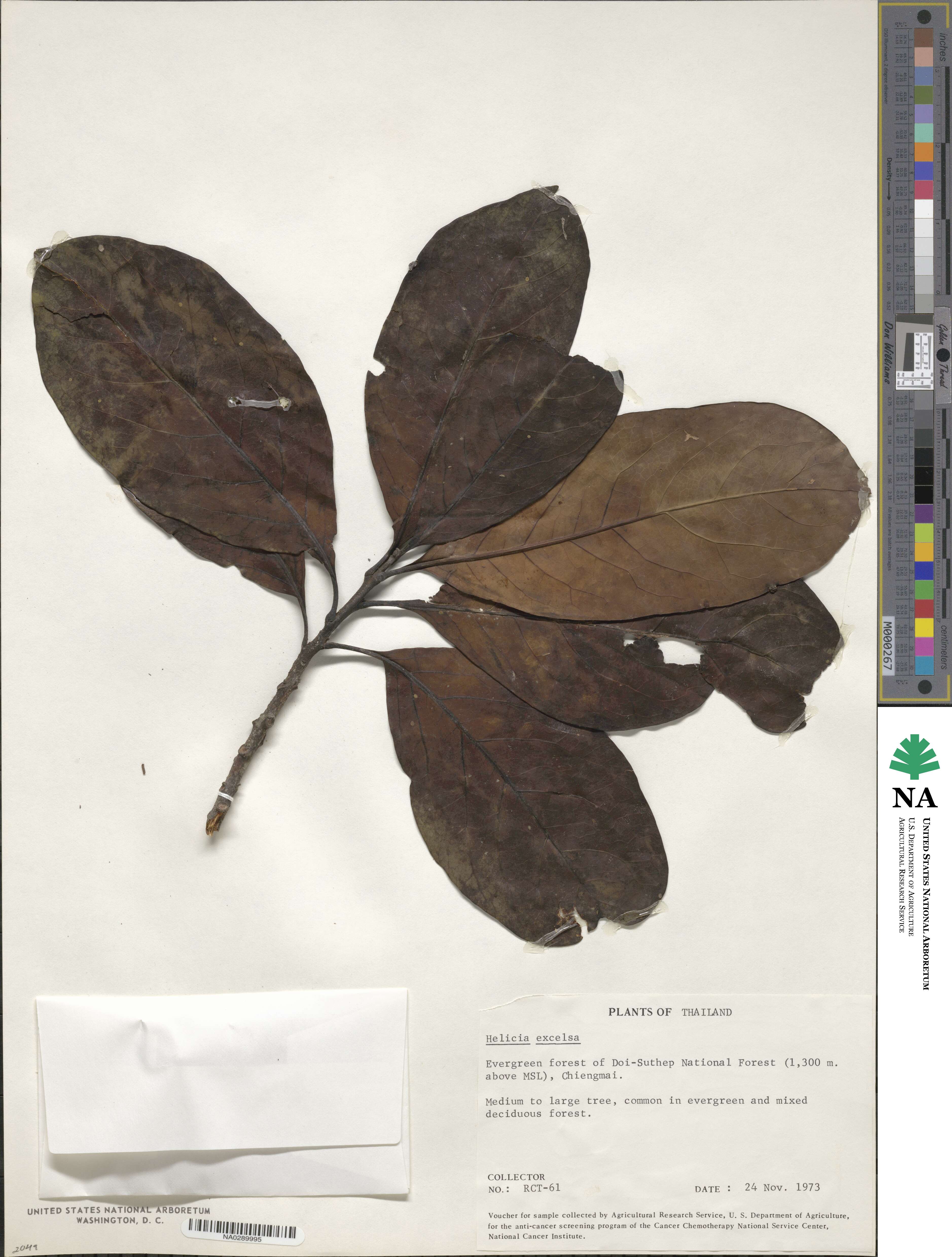 Helicia excelsa image