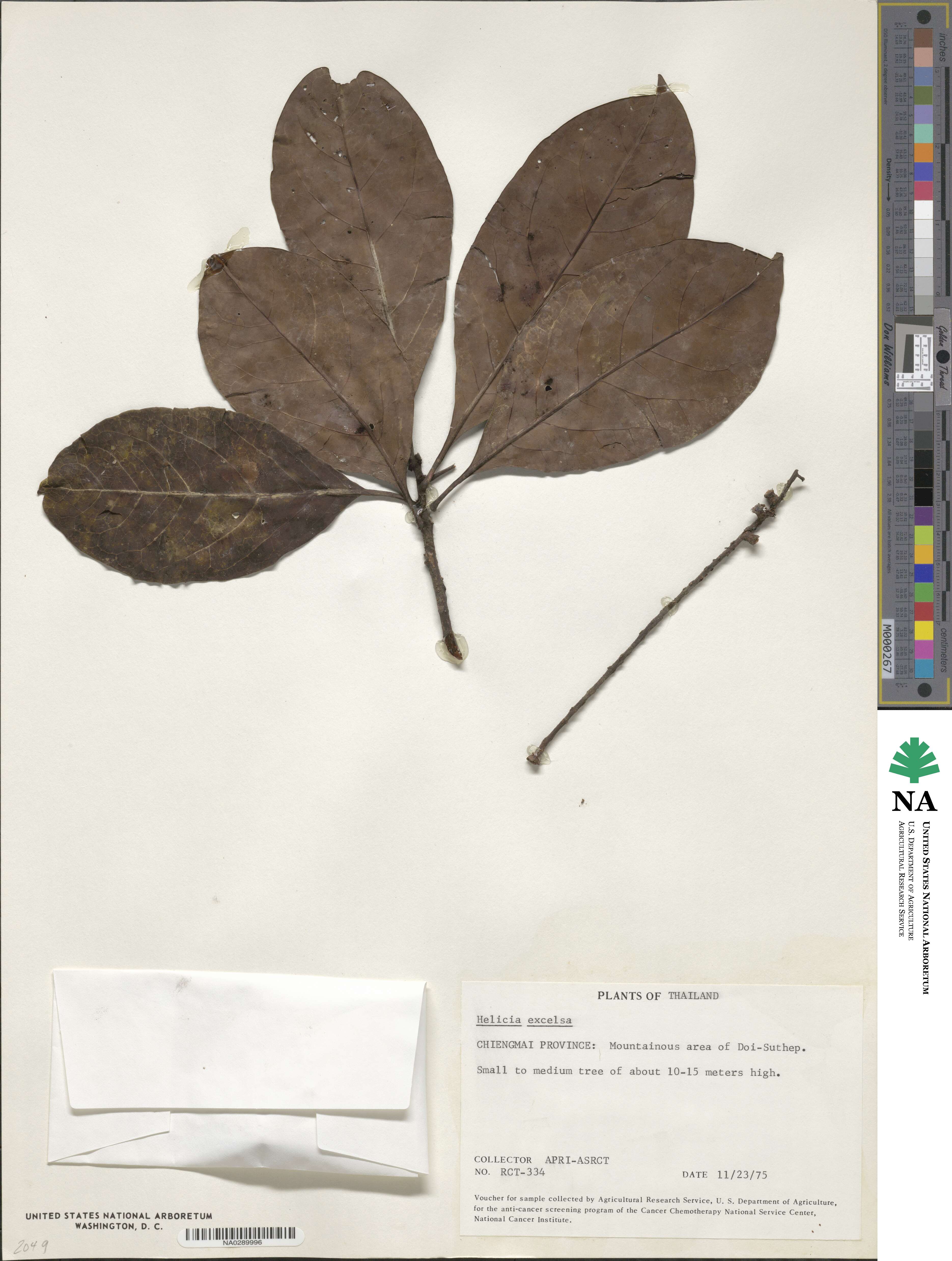 Helicia excelsa image