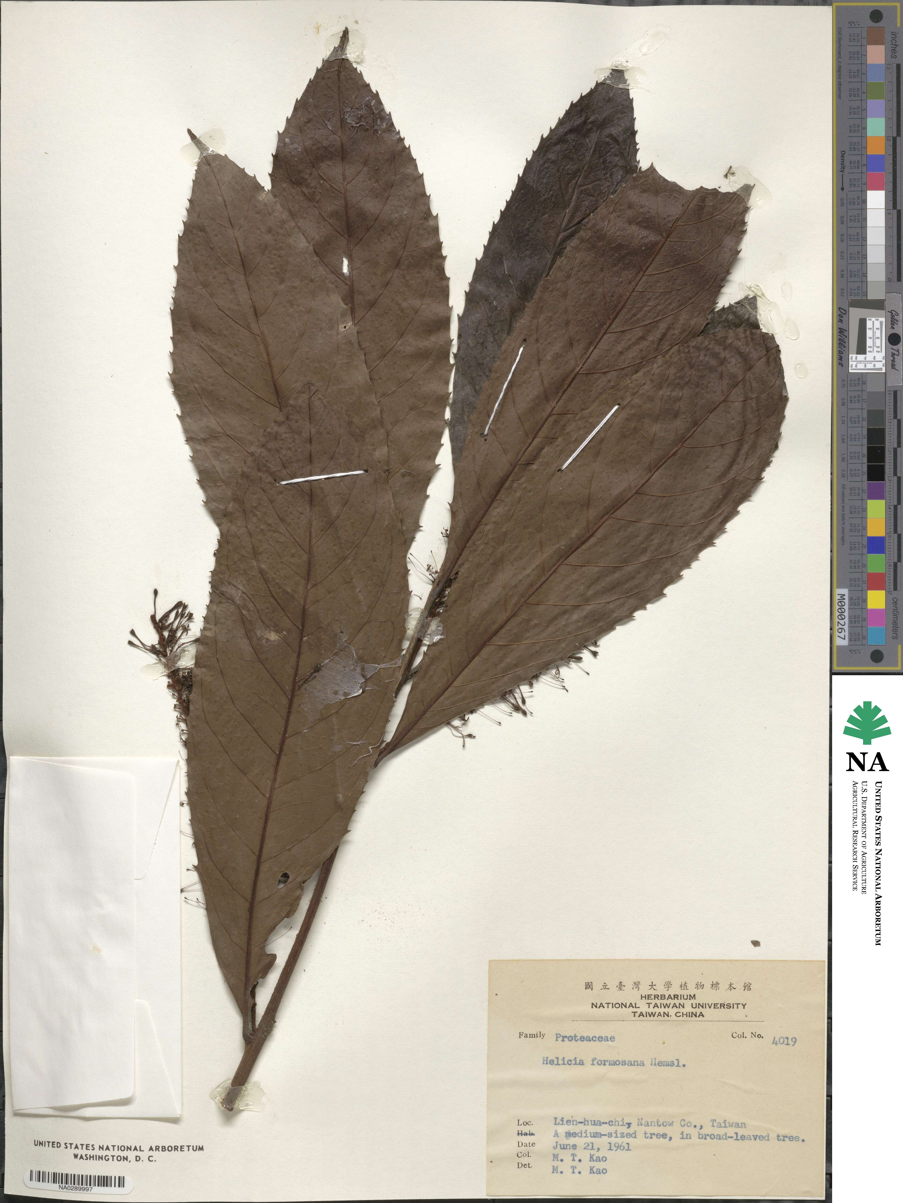 Helicia formosana image