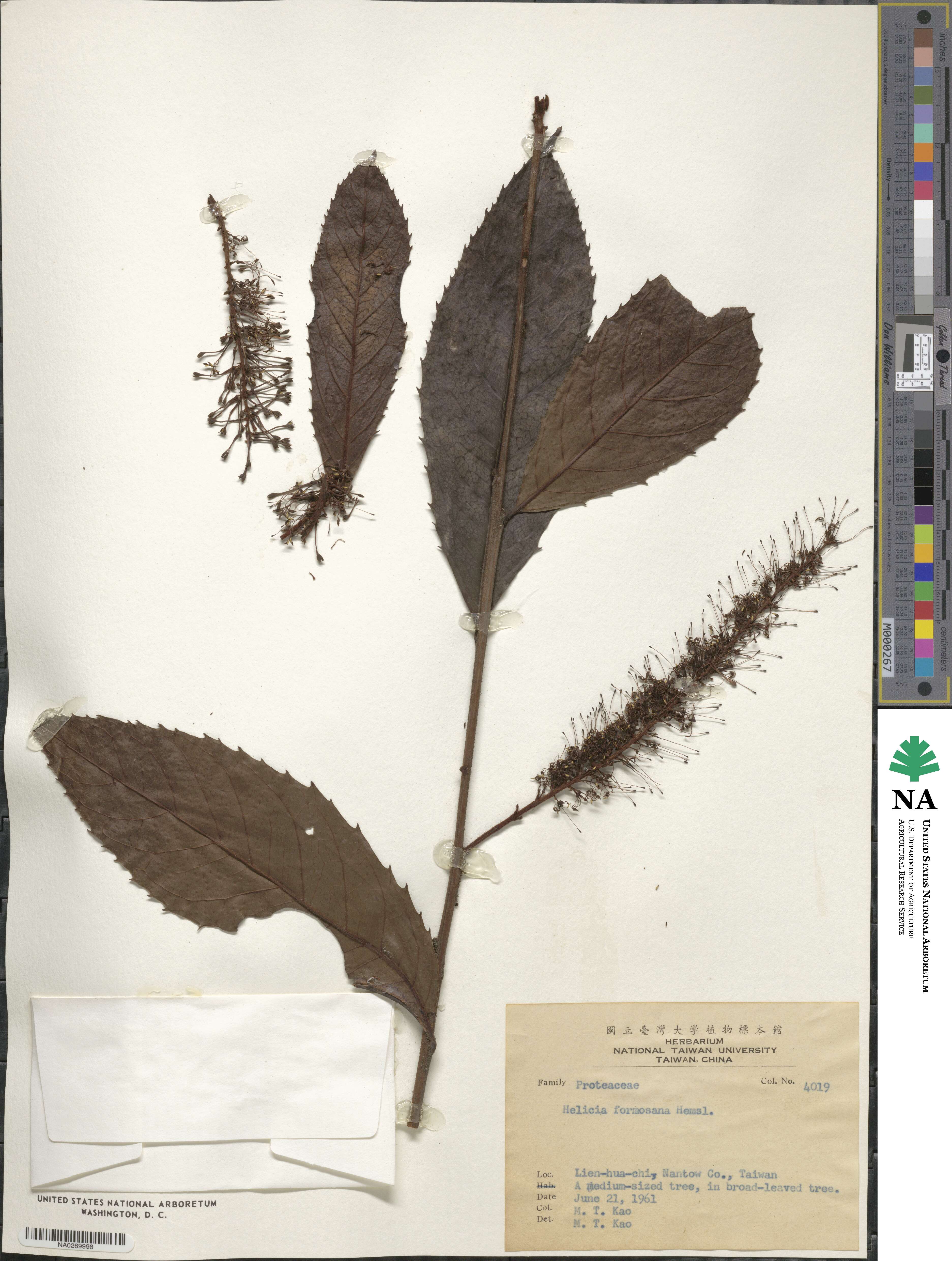 Helicia formosana image