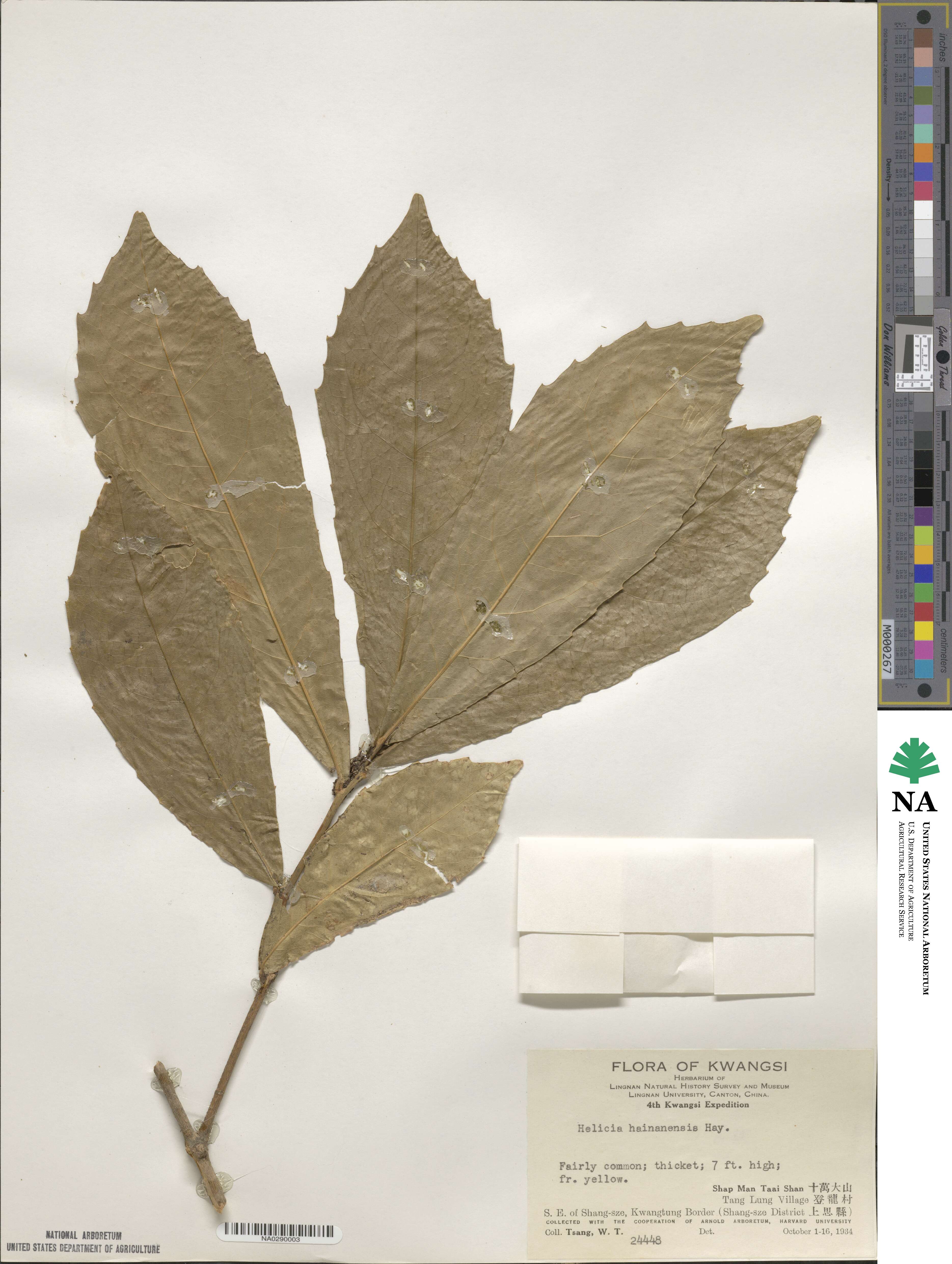 Helicia hainanensis image