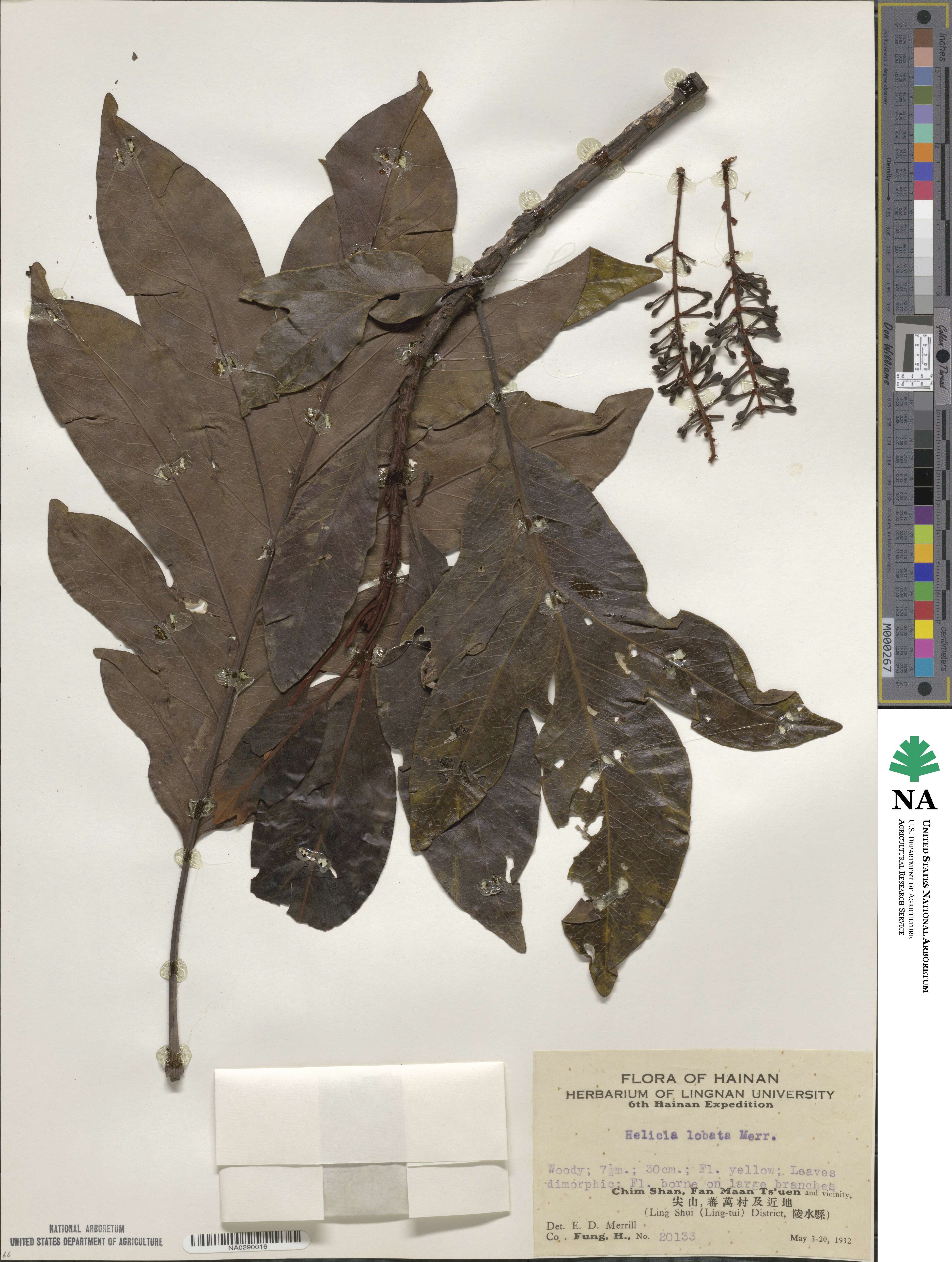 Heliciopsis lobata image