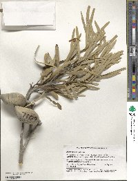 Image of Xylomelum angustifolium