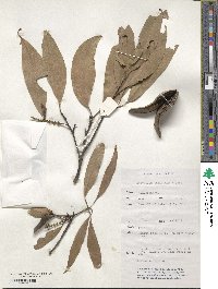 Image of Xylomelum salicinum