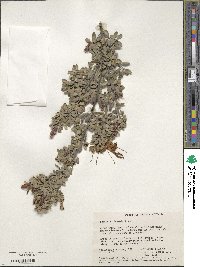 Image of Lambertia inermis