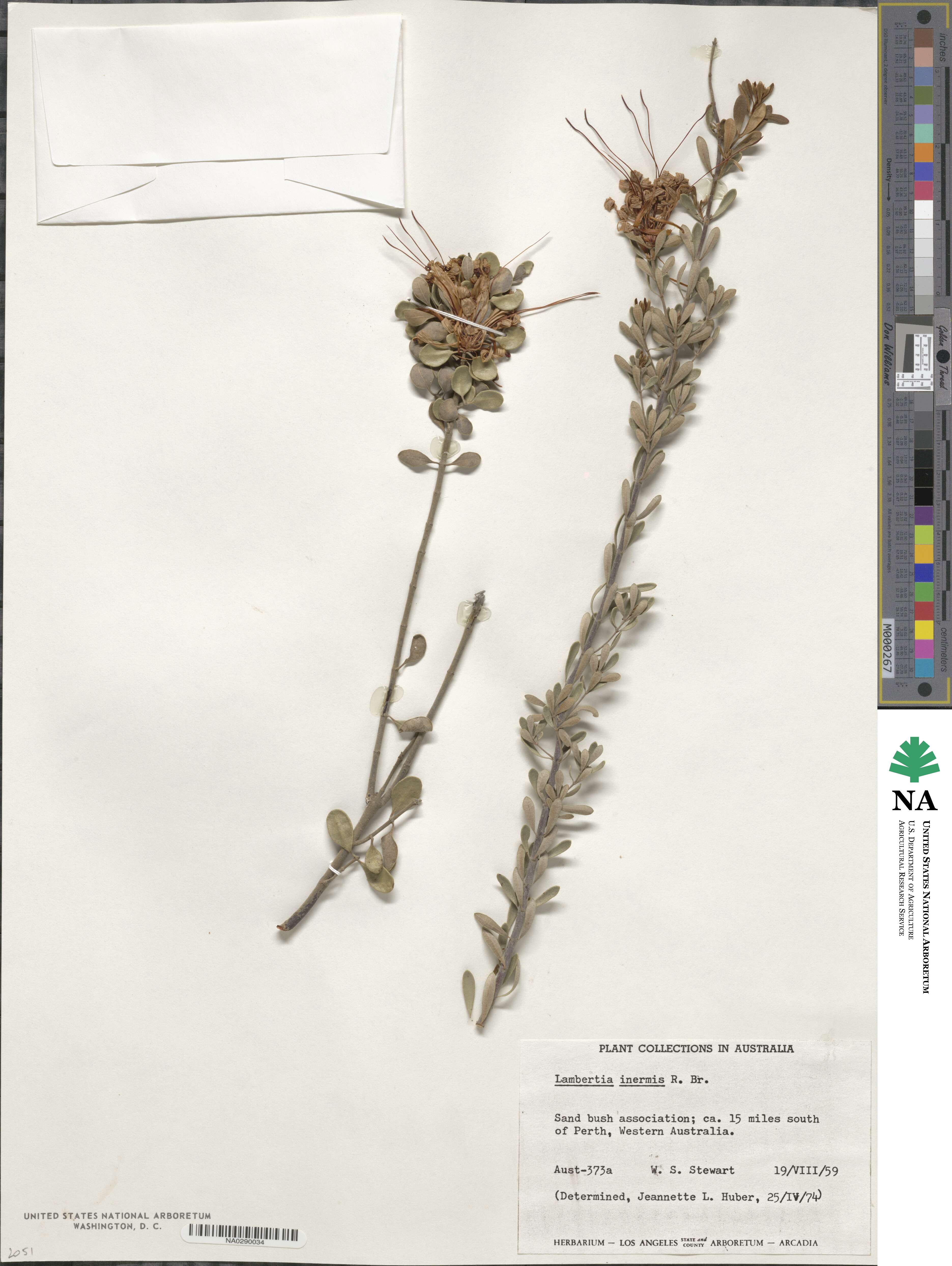 Lambertia image