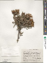 Image of Lambertia multiflora