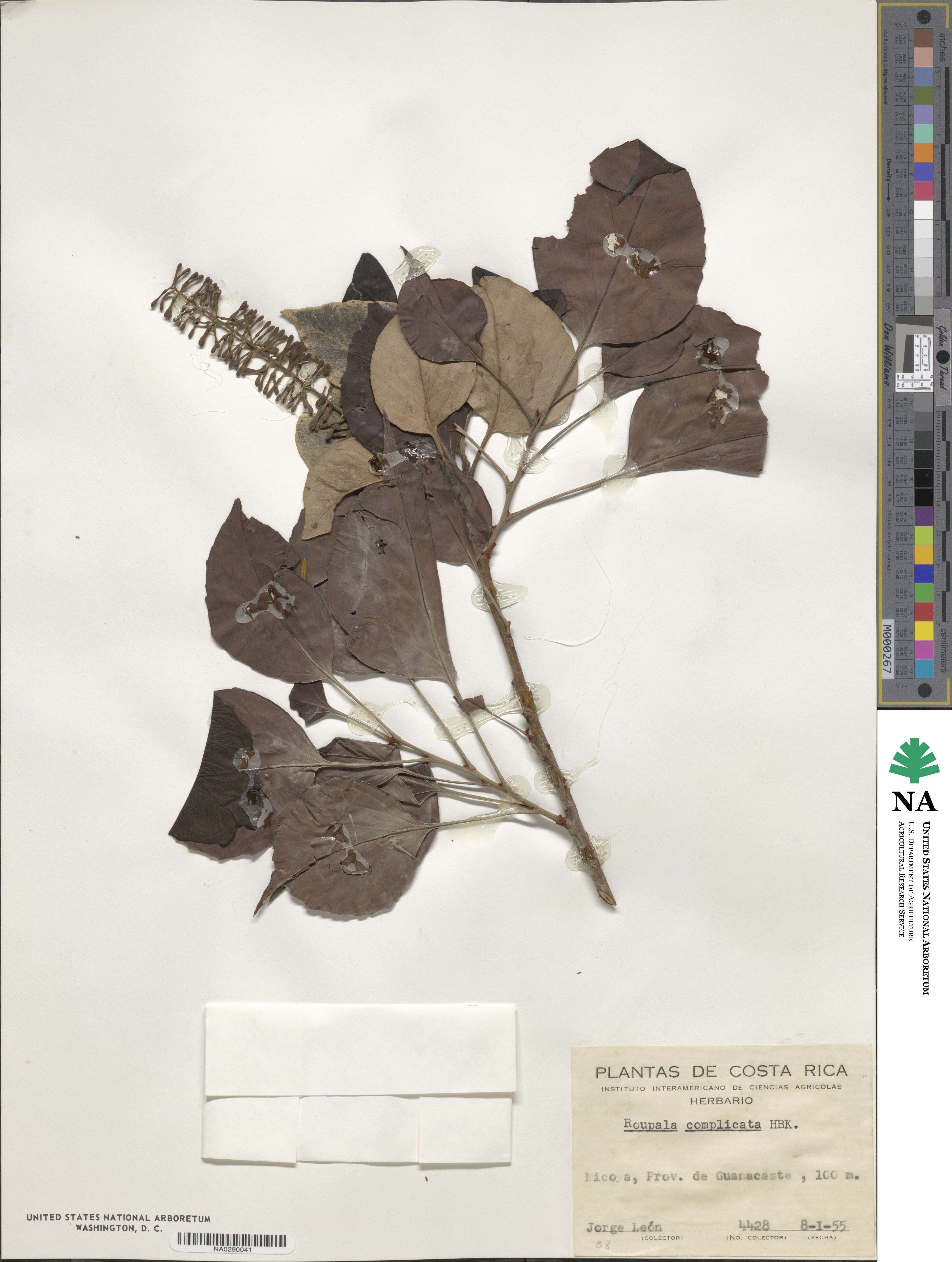 Roupala montana image