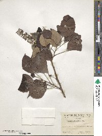 Roupala montana image