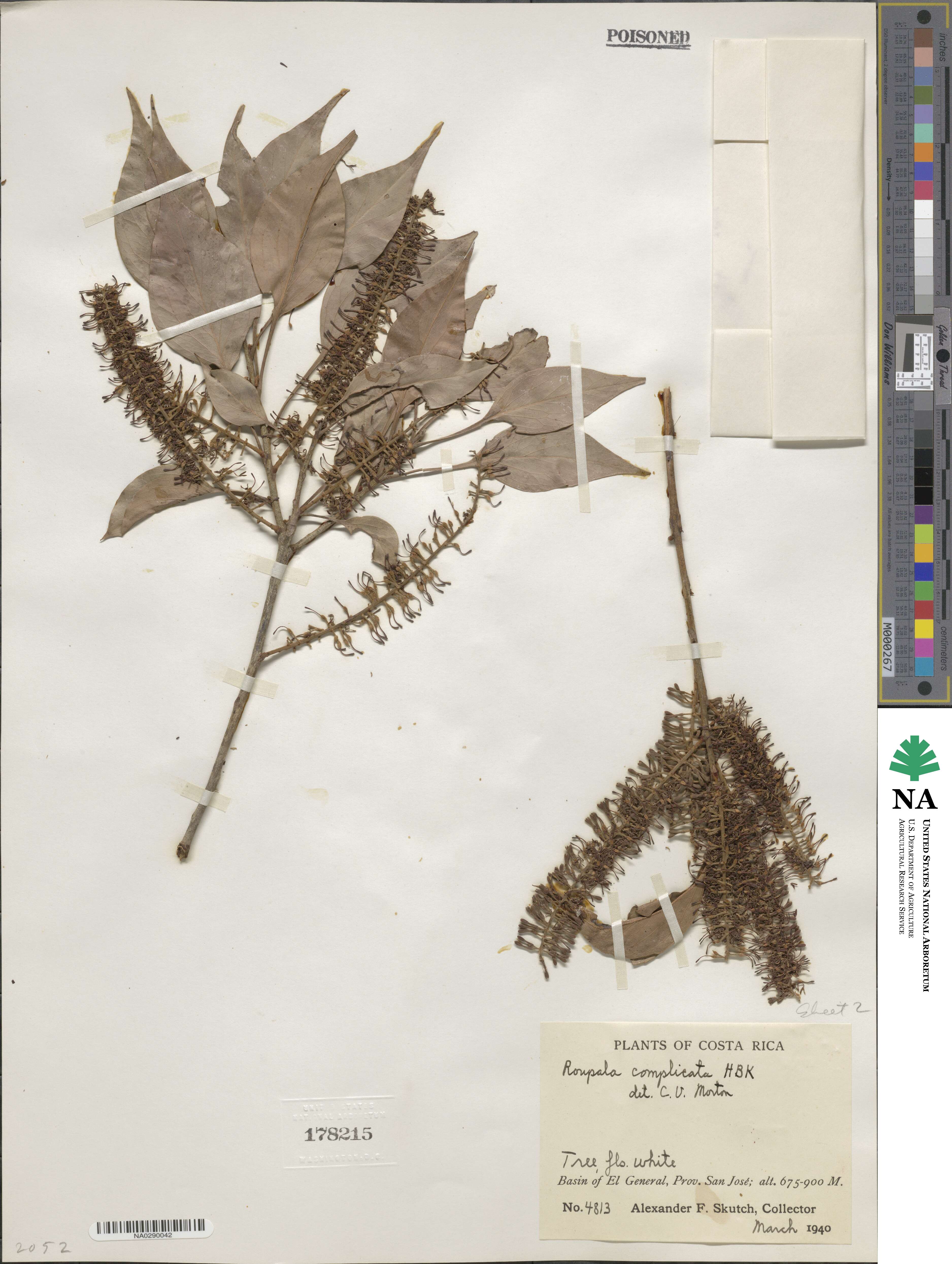 Roupala montana image