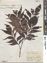 Roupala montana image