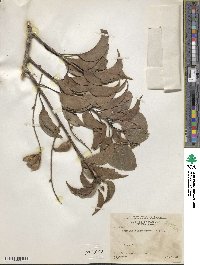 Roupala montana image