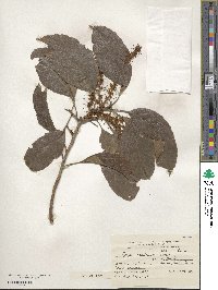 Roupala montana image