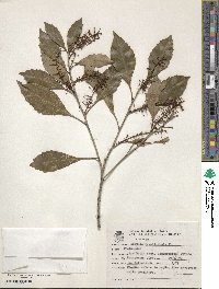 Roupala montana image