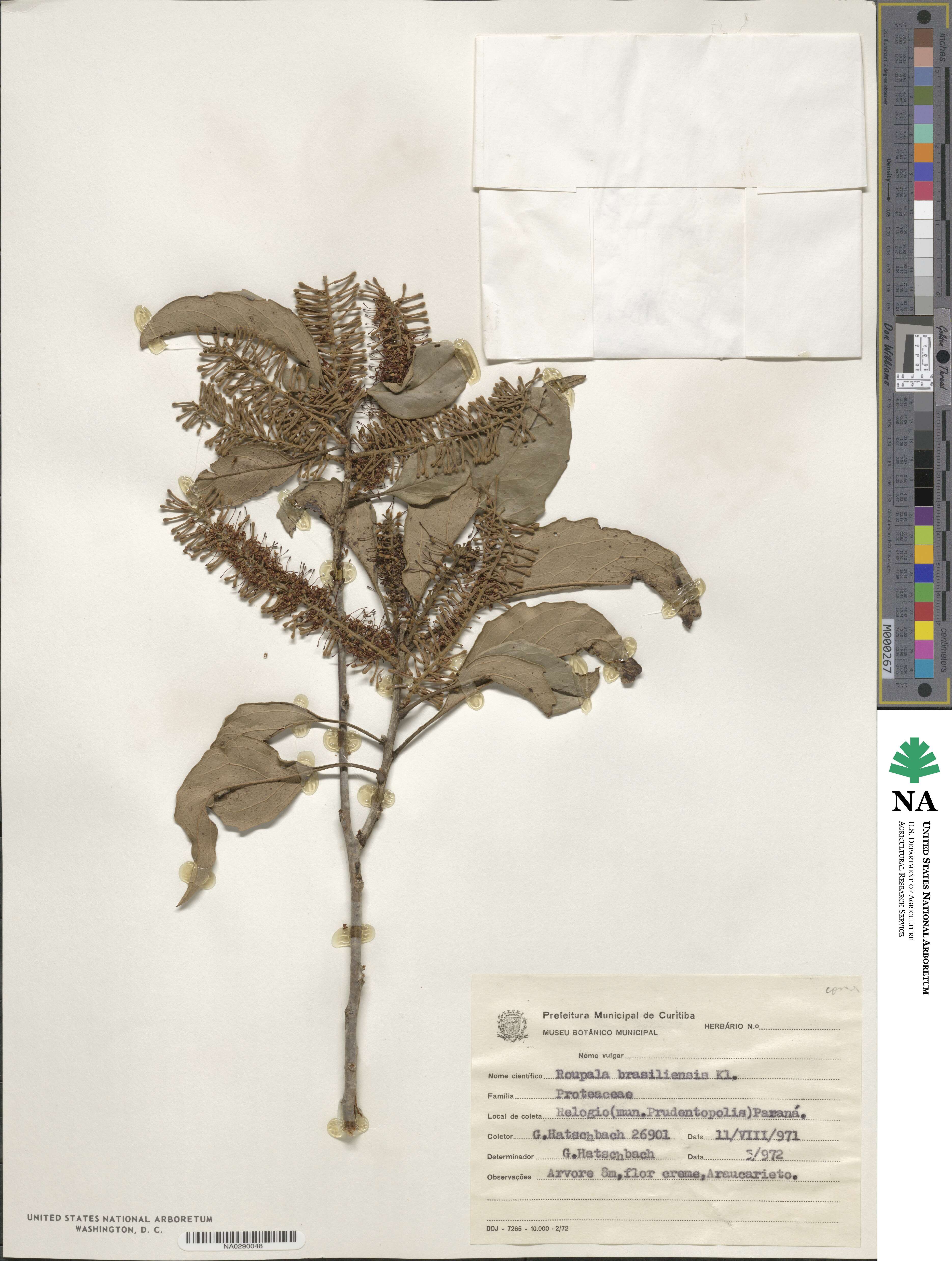Roupala montana var. brasiliensis image