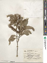 Roupala montana image