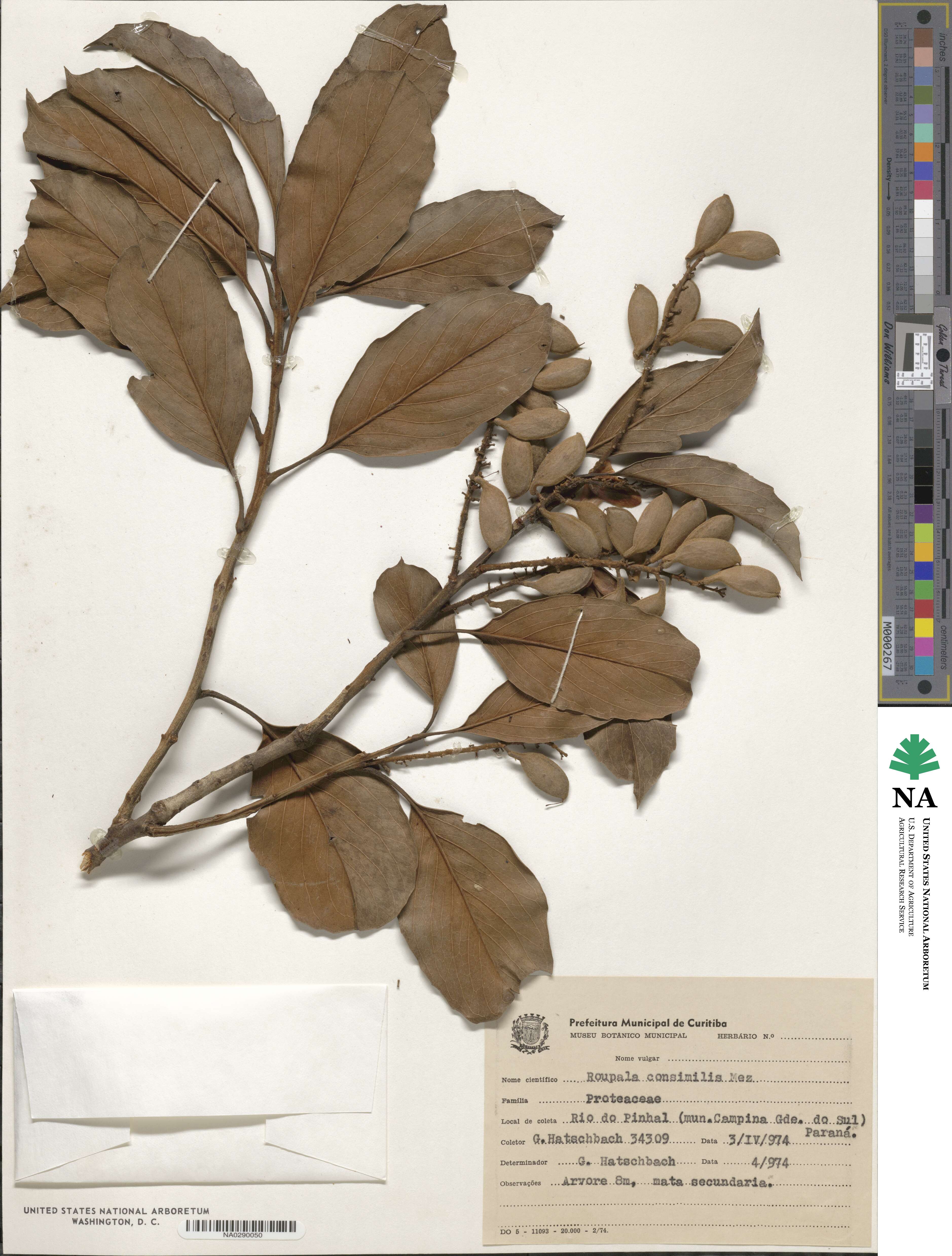 Roupala consimilis image