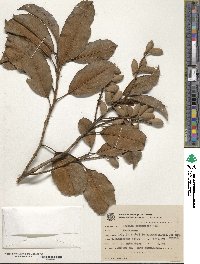 Image of Roupala consimilis