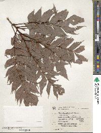 Image of Roupala meisneri