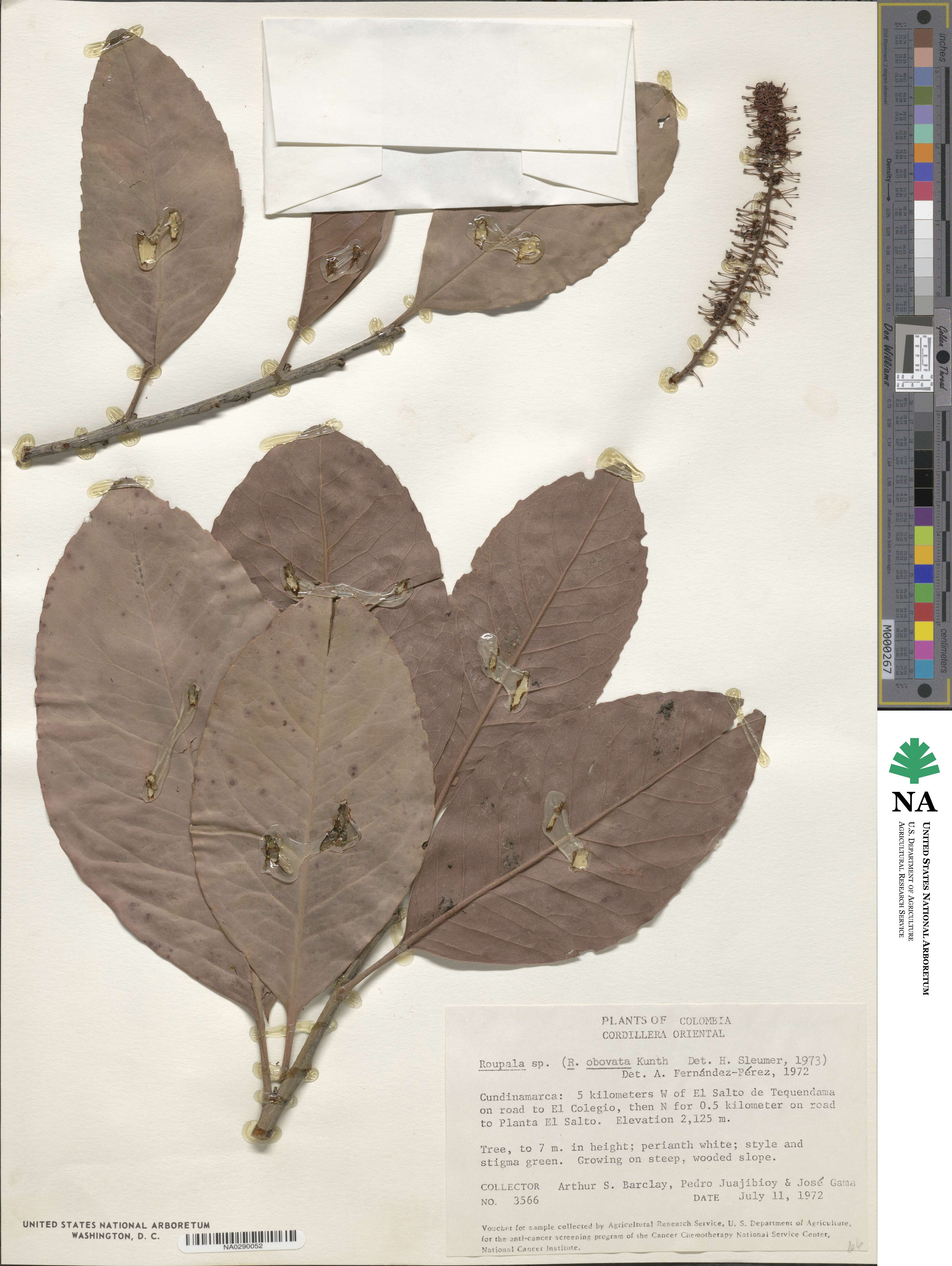 Roupala monosperma image