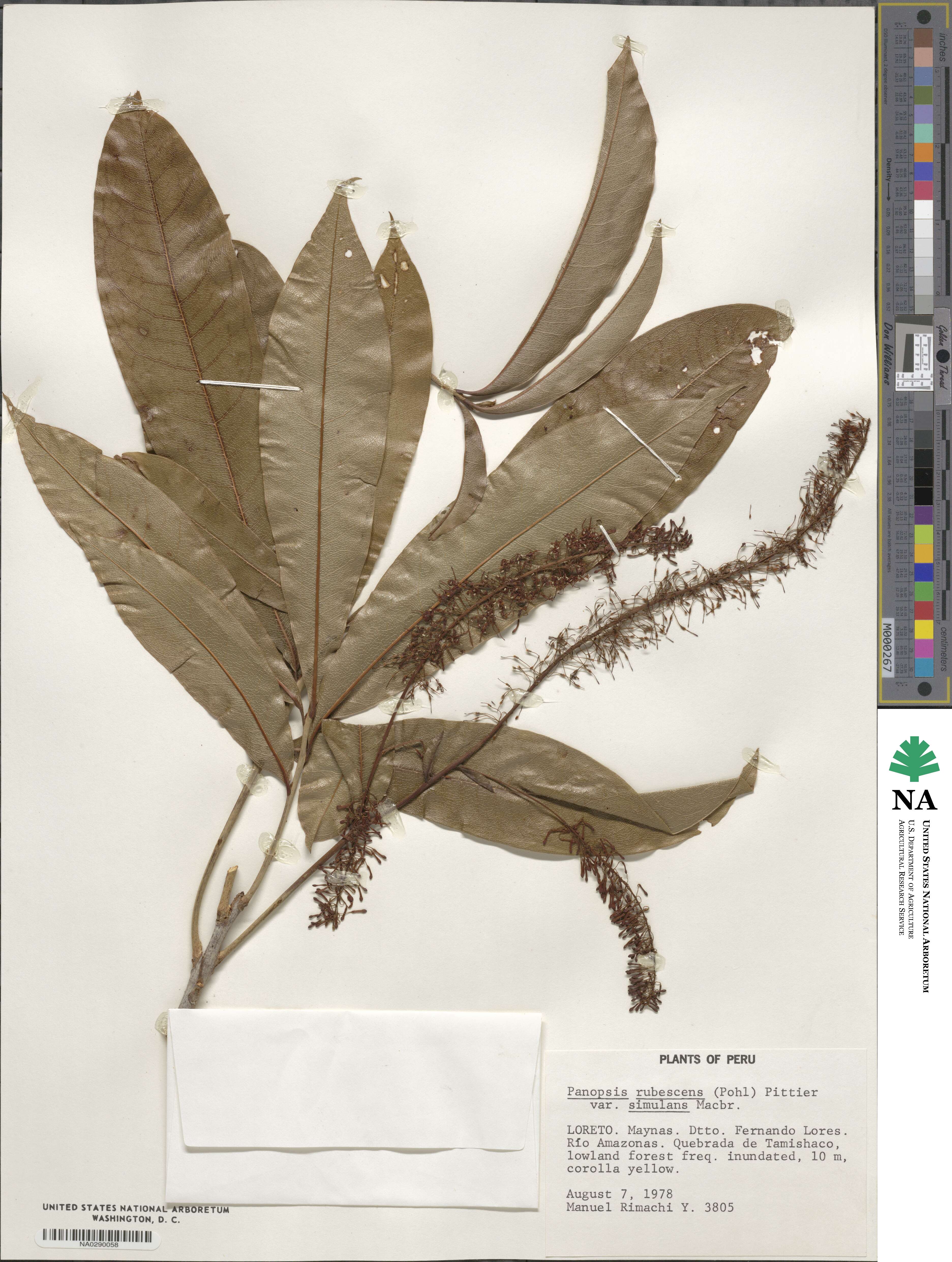 Panopsis rubescens image